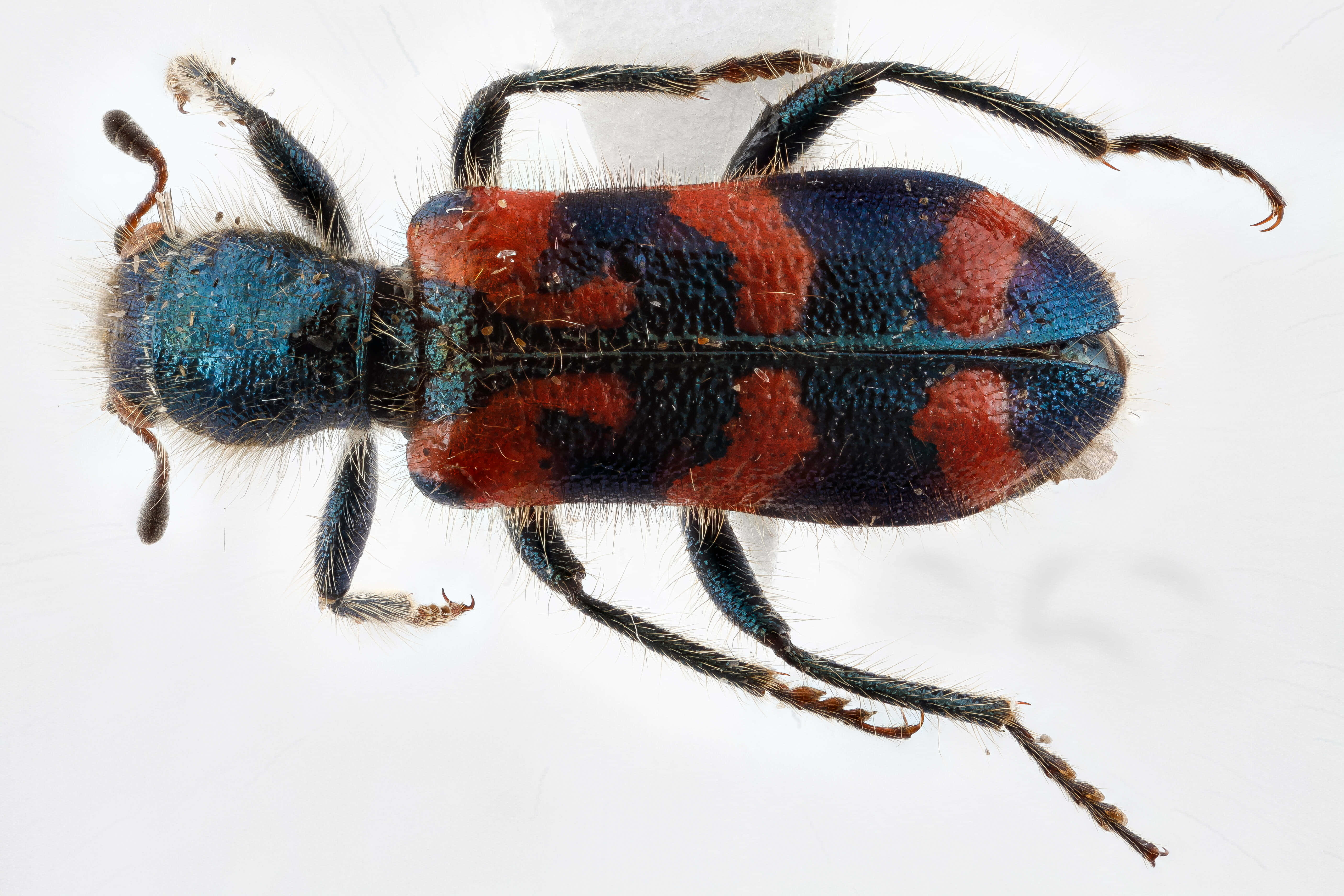 Checkered Beetle, vibrant blue, red patterned, 5K Desktop Wallpaper