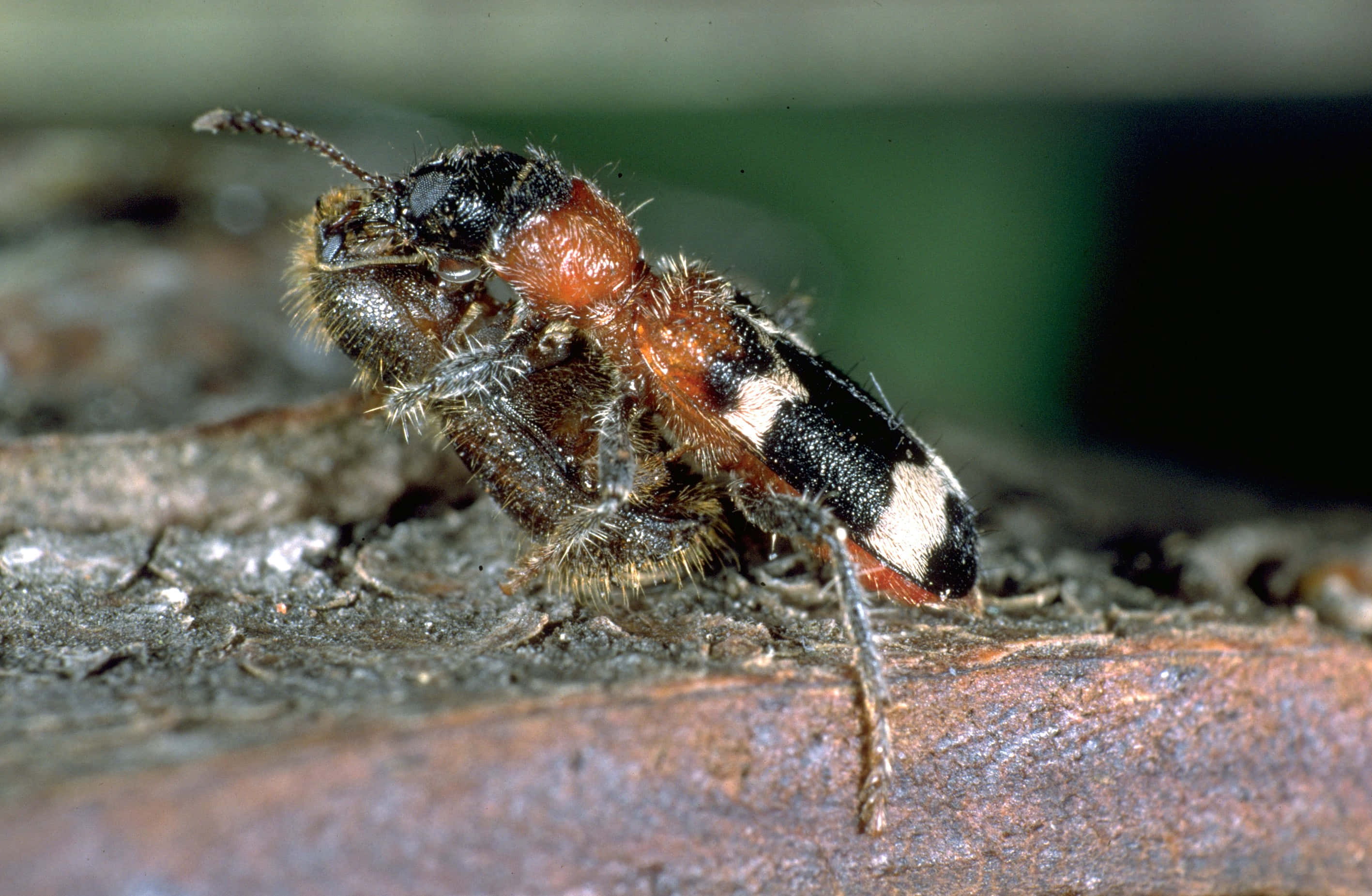 Checkered Beetle, black red and white beetle, rough textured bark, 2K Desktop Wallpaper