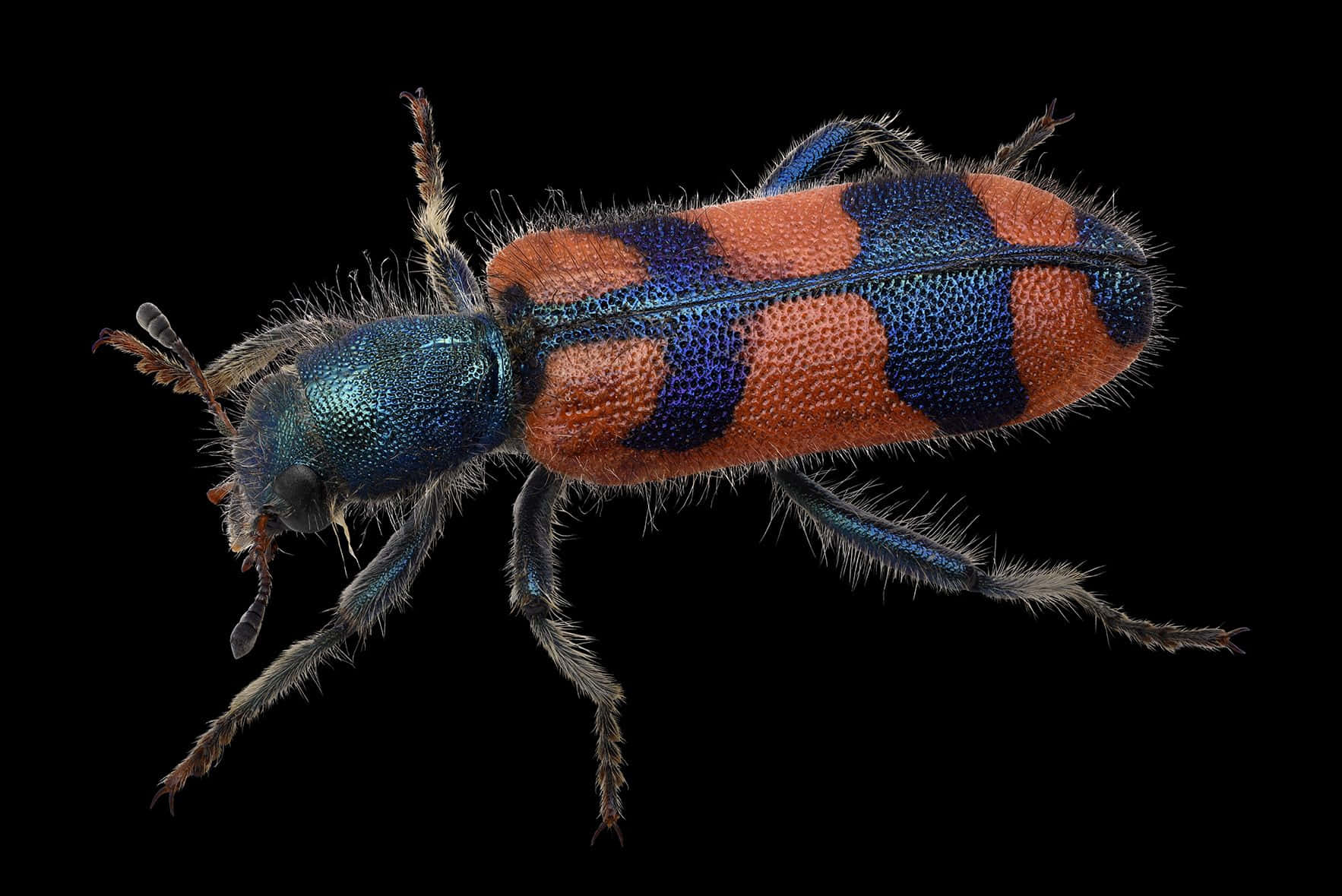 Checkered Beetle, vibrant blue, orange striped, HD Desktop Wallpaper