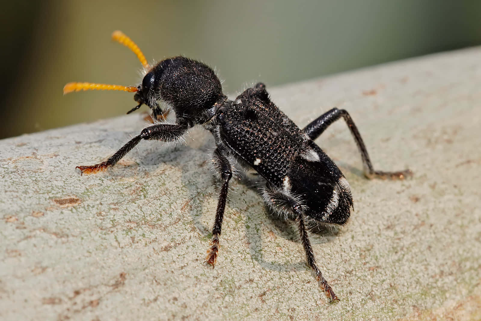 Checkered Beetle, black, fuzzy, HD Desktop Wallpaper