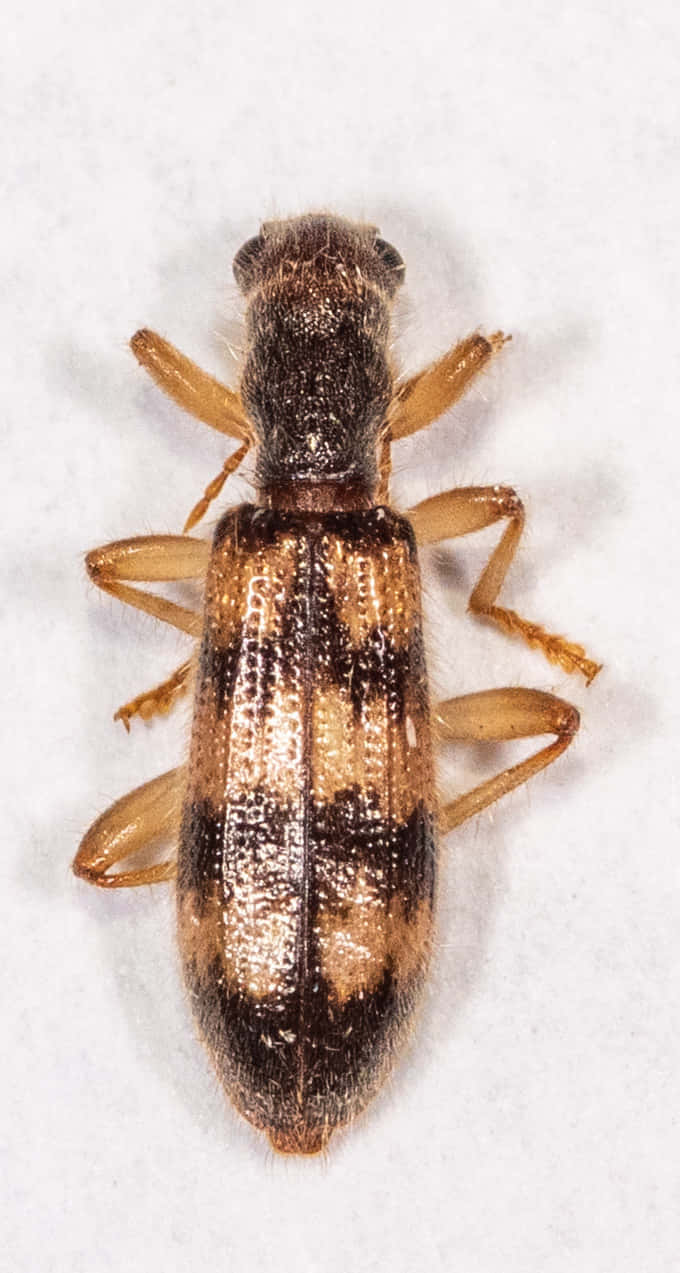 Checkered Beetle, brown beetle, black and tan patterned elytra, SD Phone Wallpaper