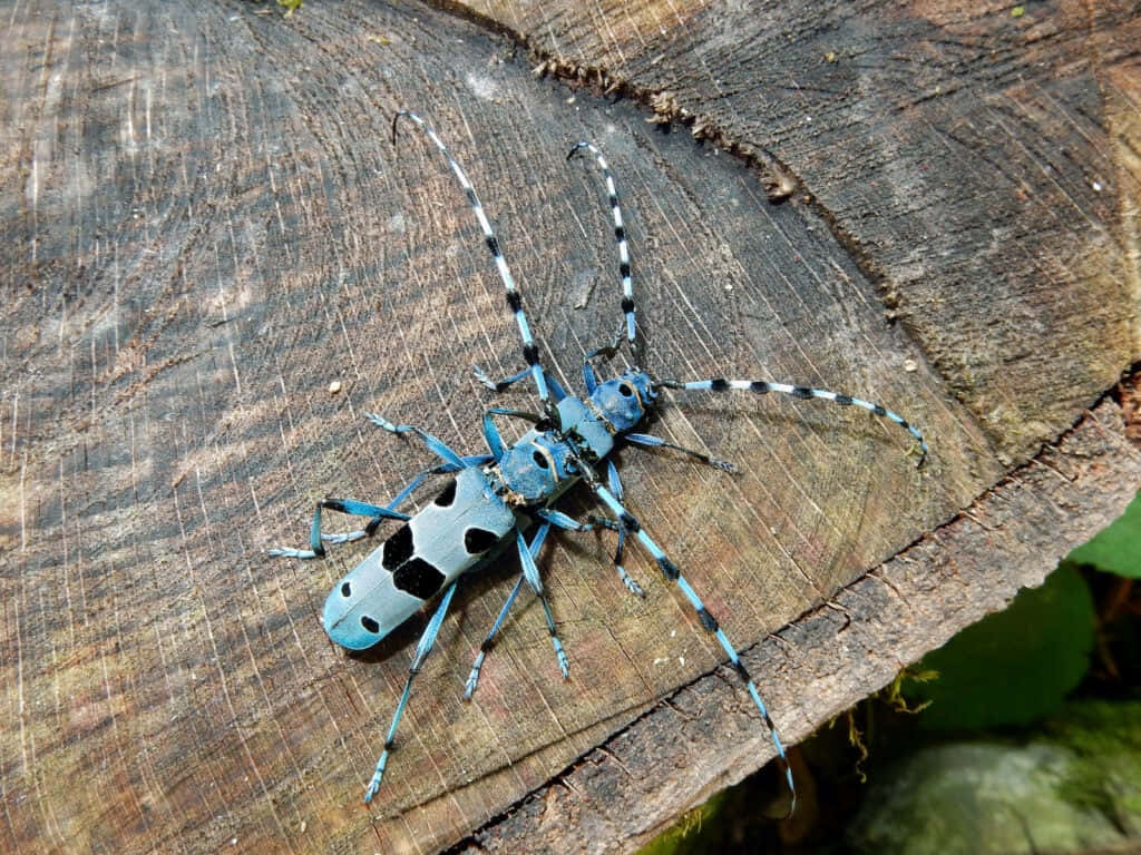 Blue Checkered Beetleon Wood, longhorn beetle, black spots, SD Desktop Wallpaper