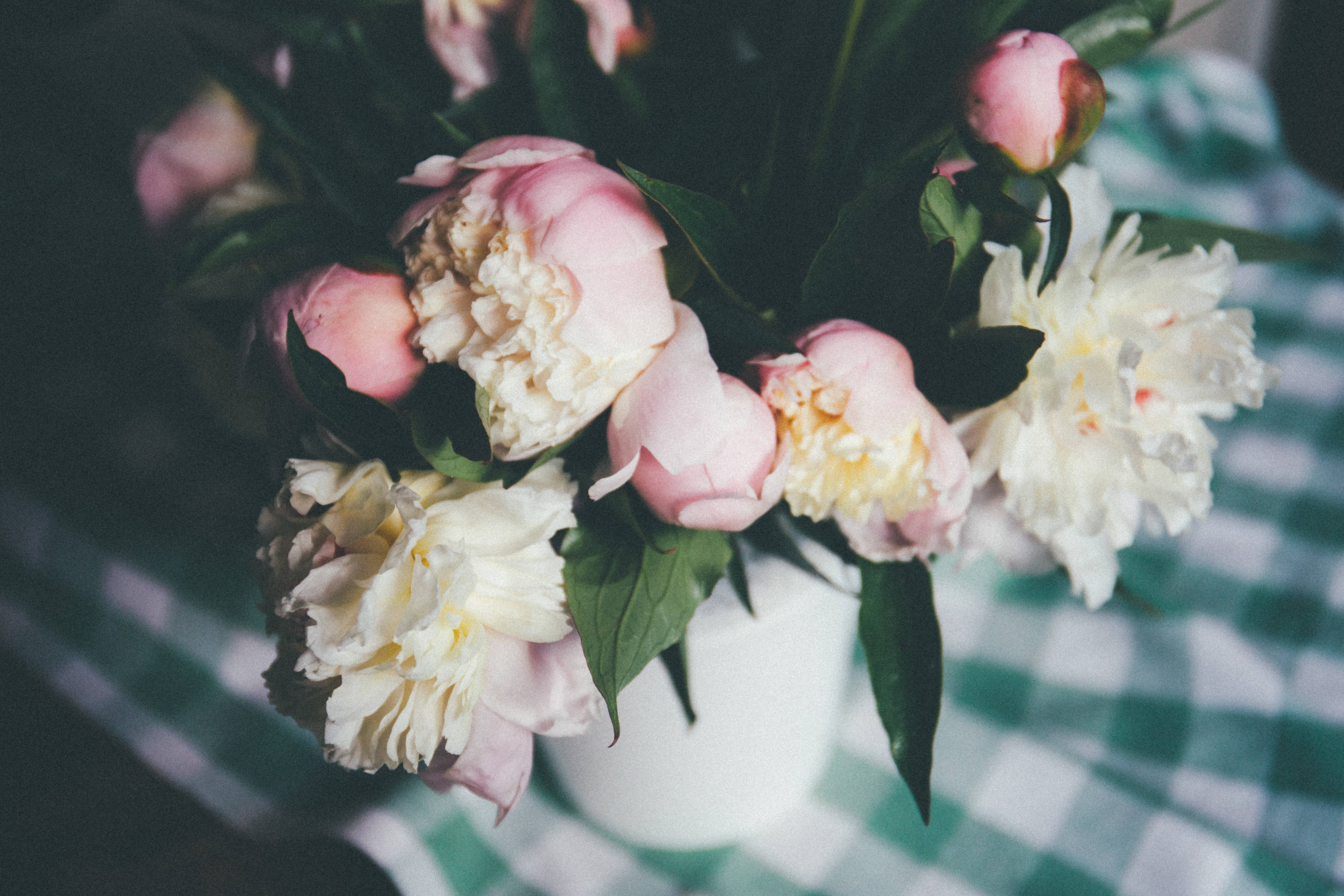 peony, white vase, green and white checkered tablecloth, 5K Desktop Wallpaper