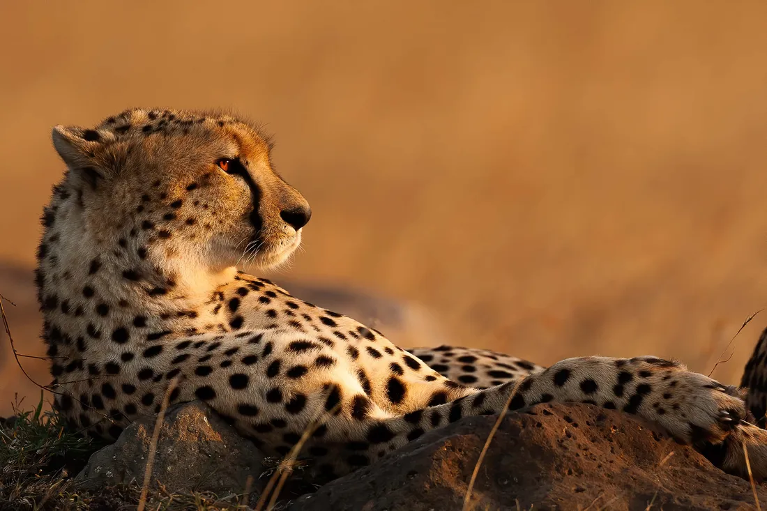 Cheetah HD