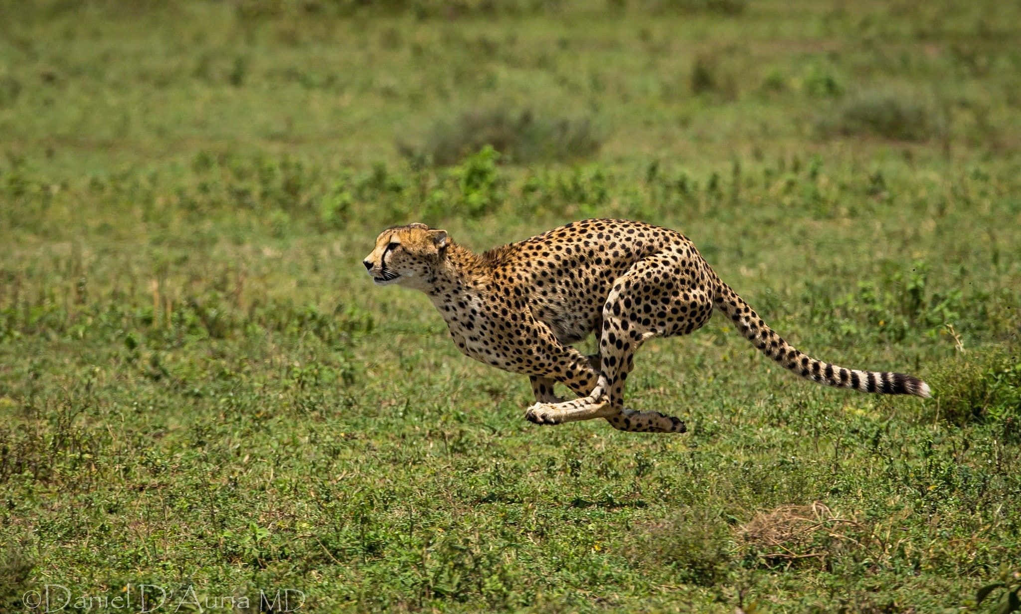 cheetah, sunlit grassy plain, HD image, Full HD Desktop Wallpaper