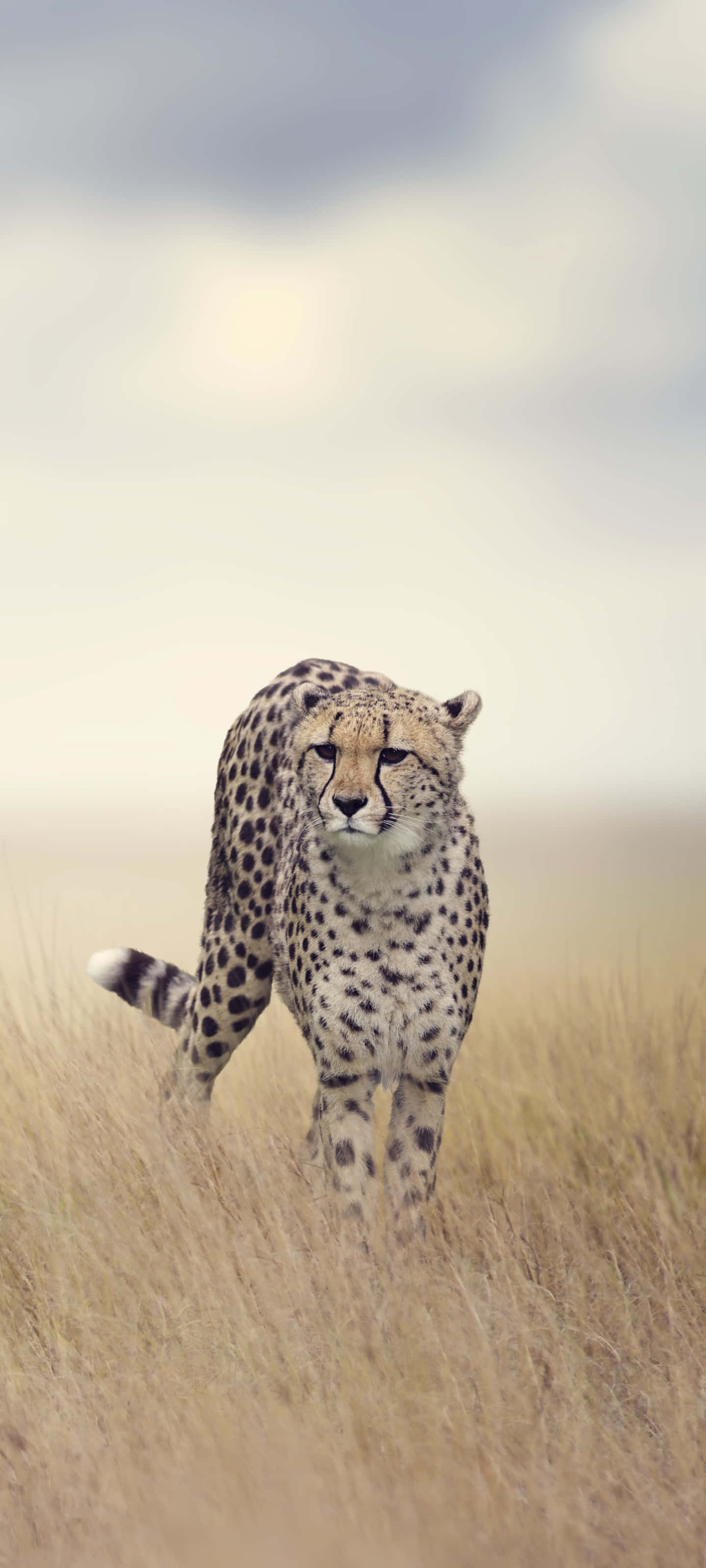 Cheetah HD, golden grass, cloudy sky, 2K Phone Wallpaper