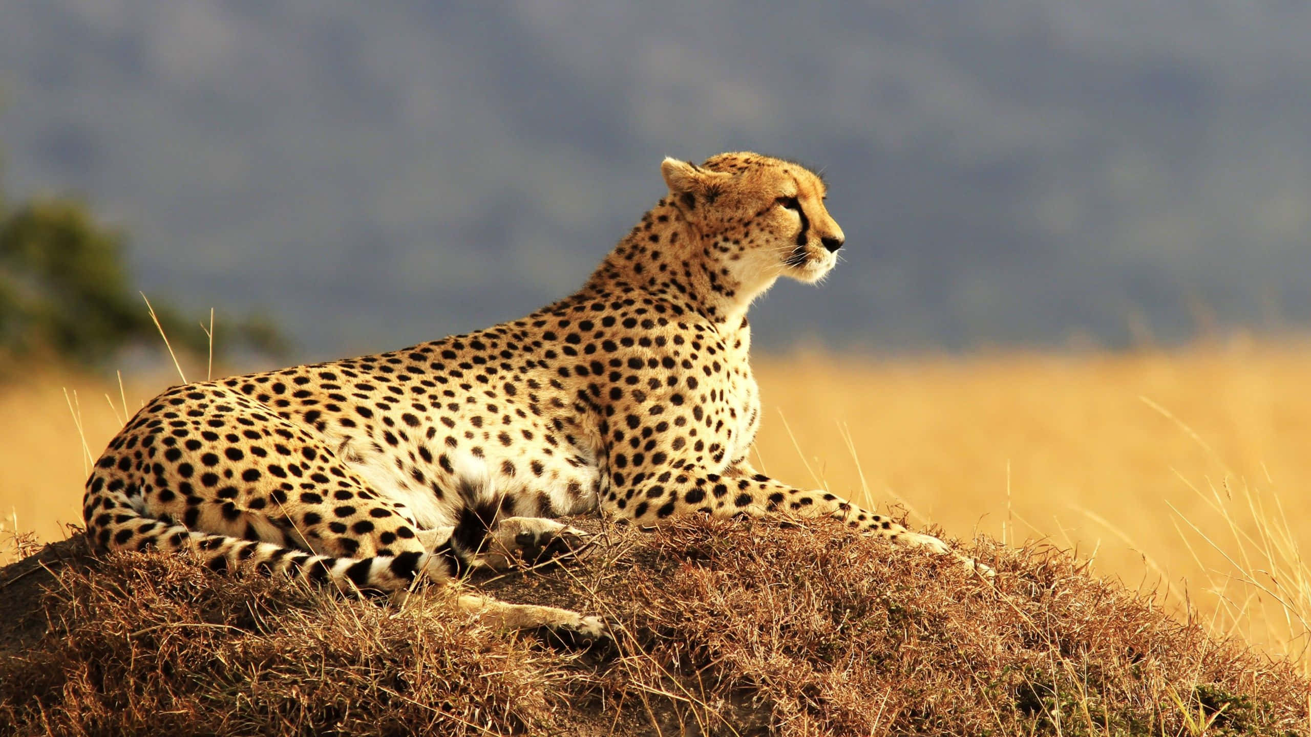Cheetah HD, golden savanna light, dry grass mound, 2K Desktop Wallpaper