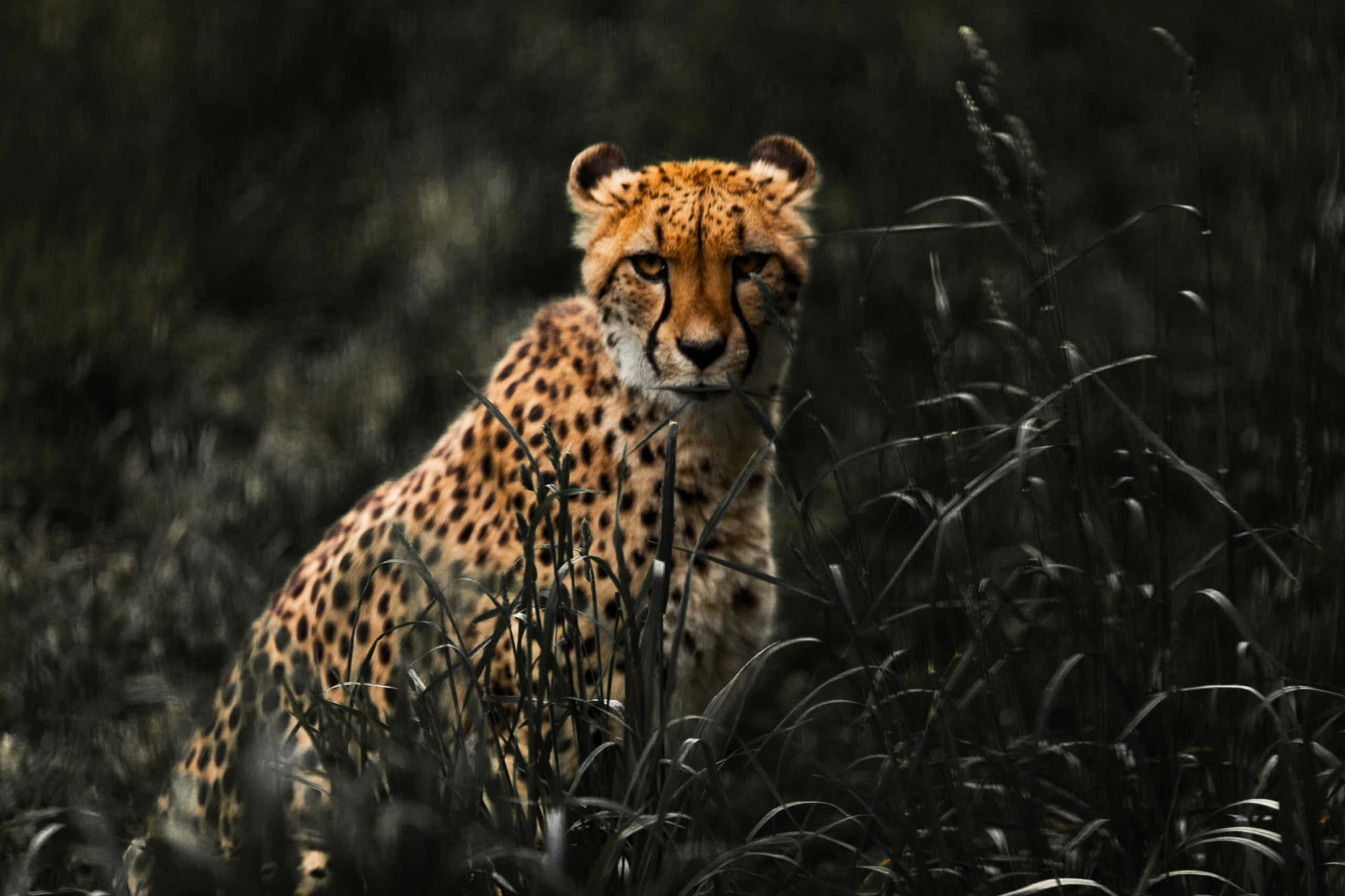Cheetah, golden fur, black spots, 2K Desktop Wallpaper