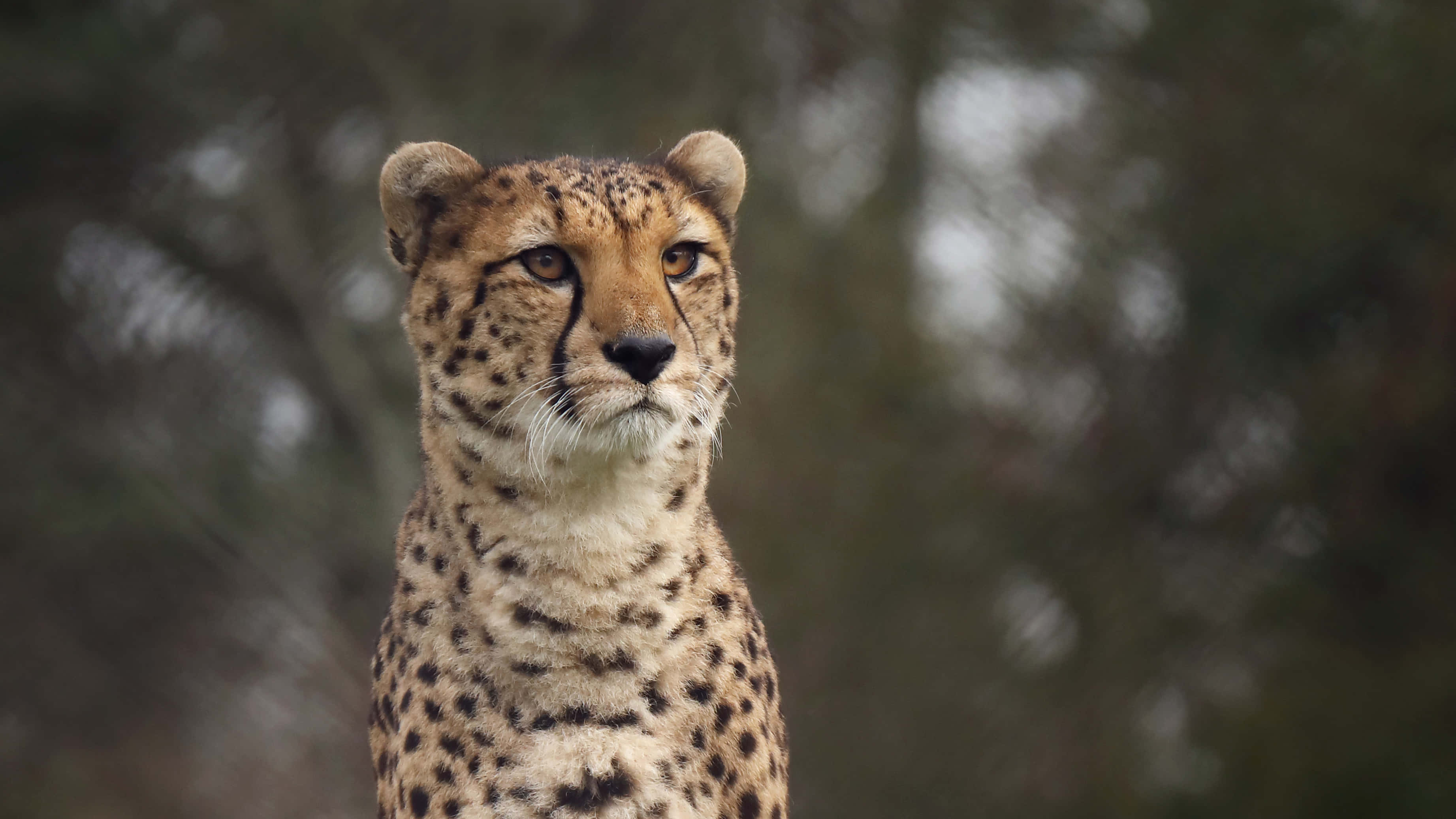 Cheetah HD, golden eyes, spotted fur, 2K Desktop Wallpaper