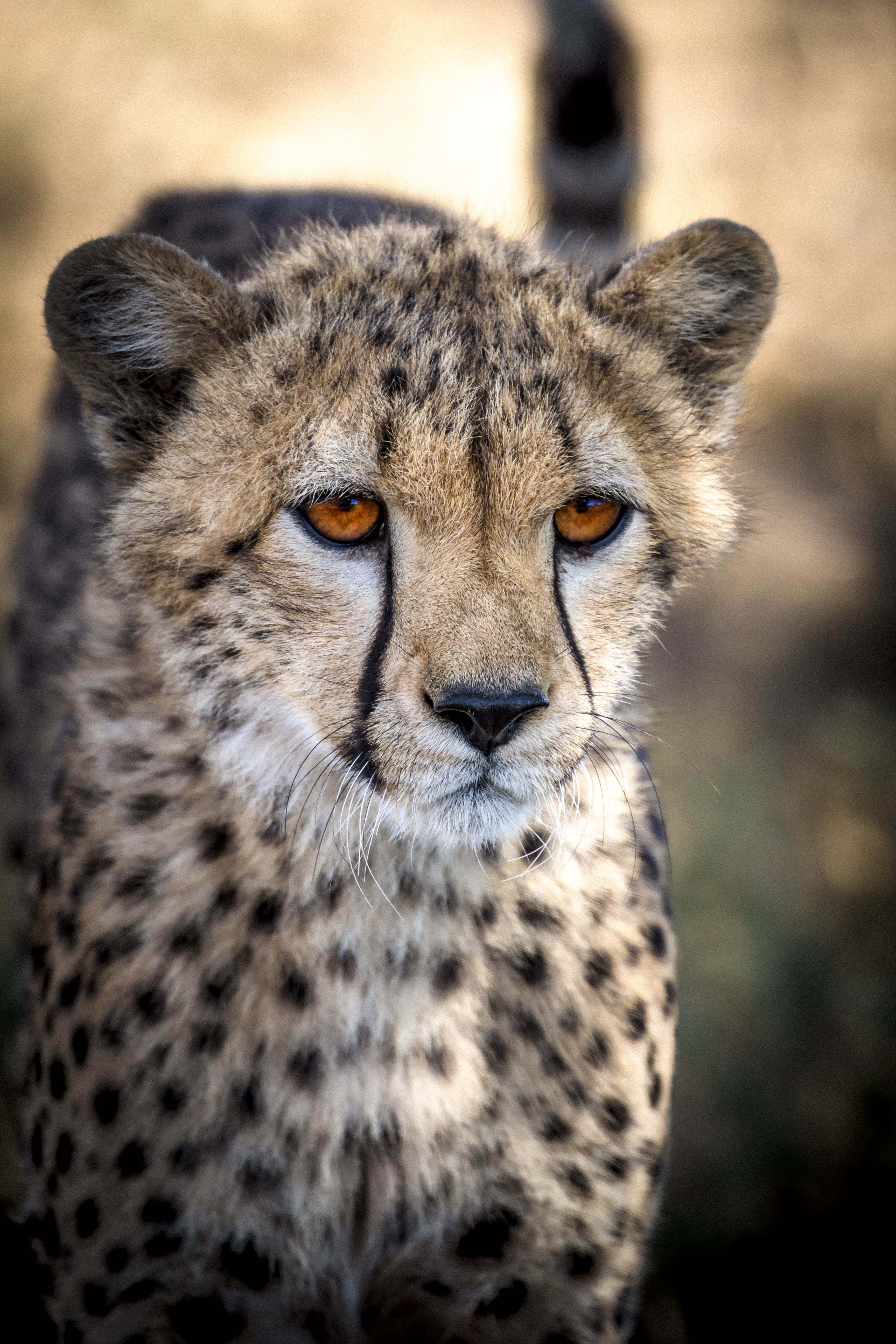 Cheetah HD, African wilderness, orange eyes, 5K Phone Wallpaper