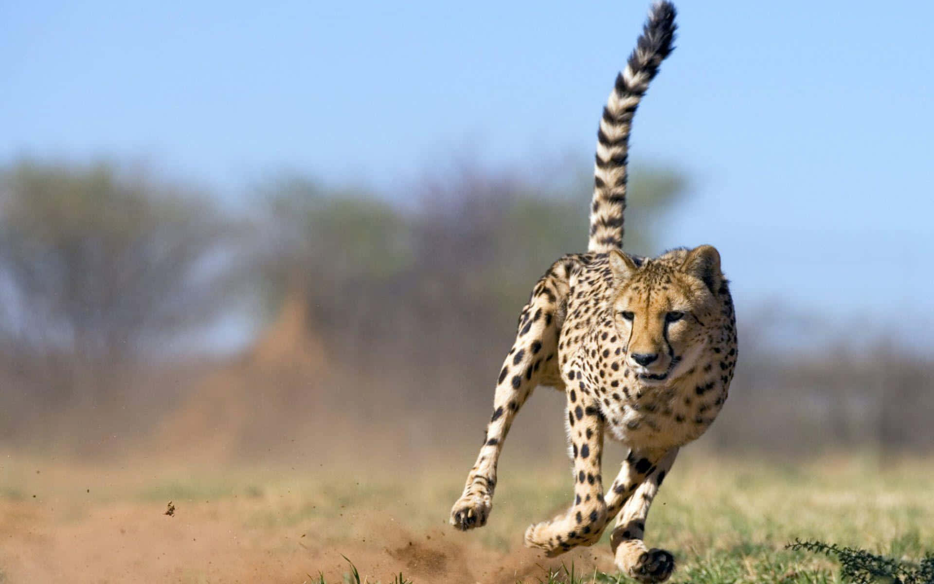 Cheetah HD, sunlit savanna, dust, Full HD Desktop Wallpaper