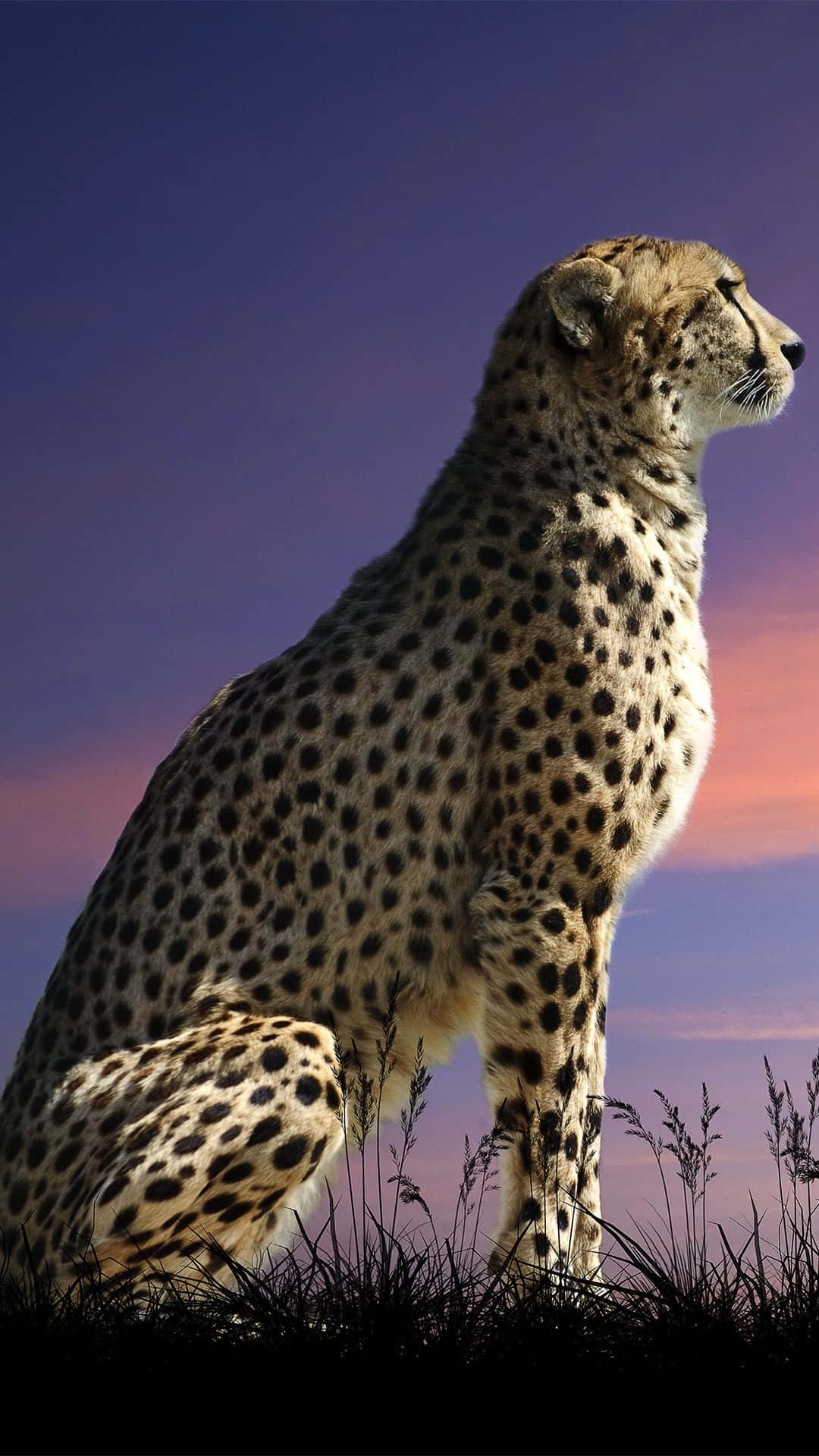 Cheetah HD, savanna, twilight sky, Full HD Phone Wallpaper