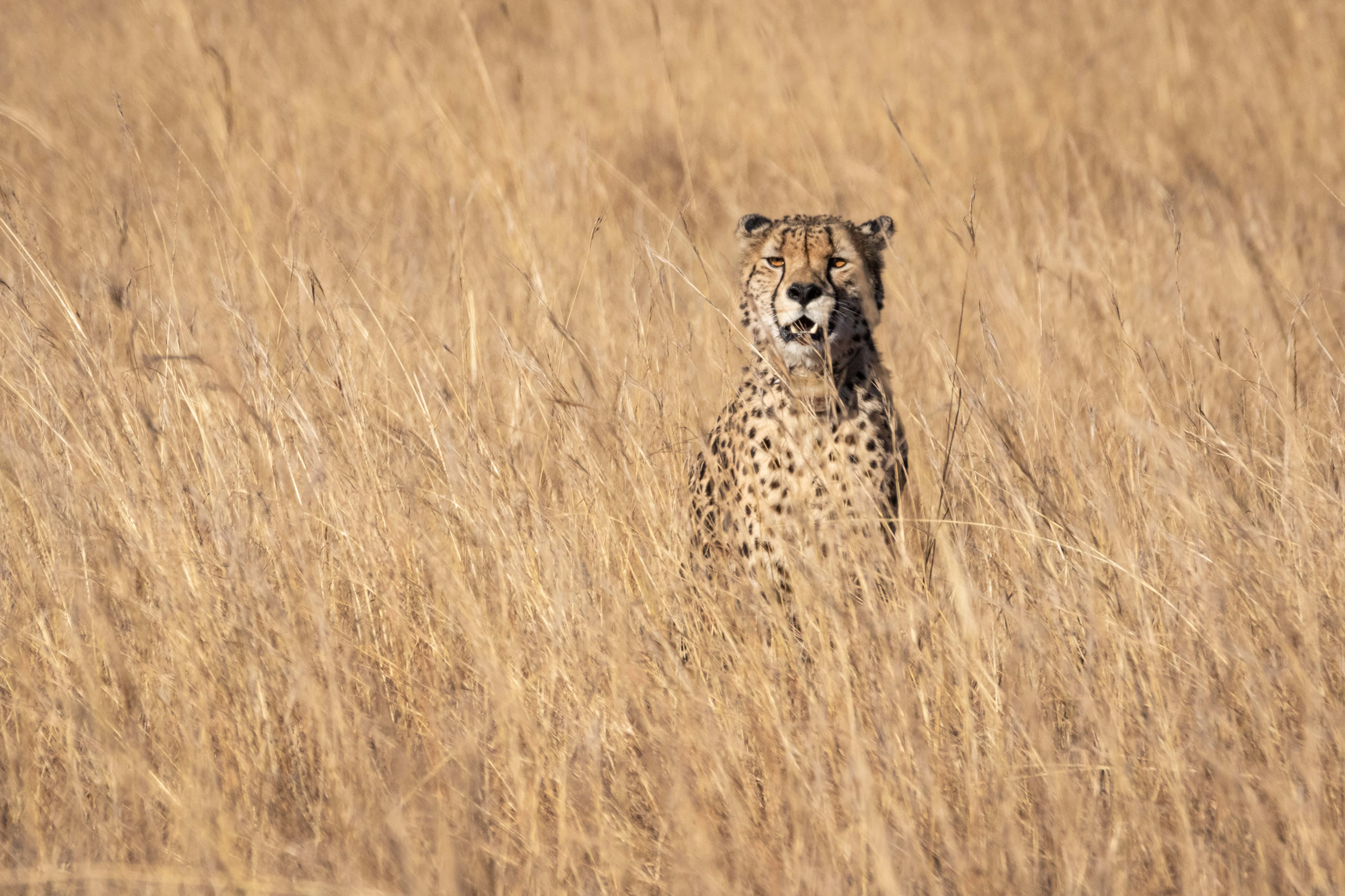 Cheetah HD, spotted fur, tall golden grass, 5K Desktop Wallpaper