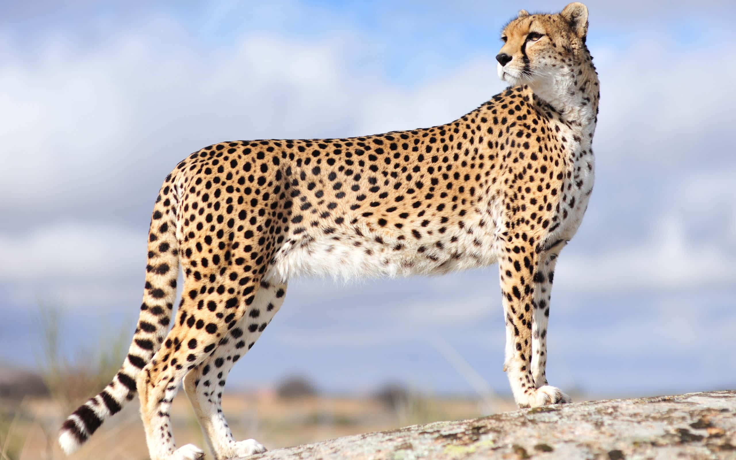 Cheetah, sunrise, sunlit rock, 2K Desktop Wallpaper