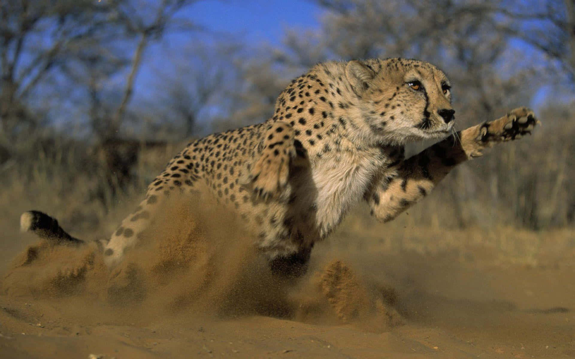 Cheetah, dusty terrain, sand, Full HD Desktop Wallpaper