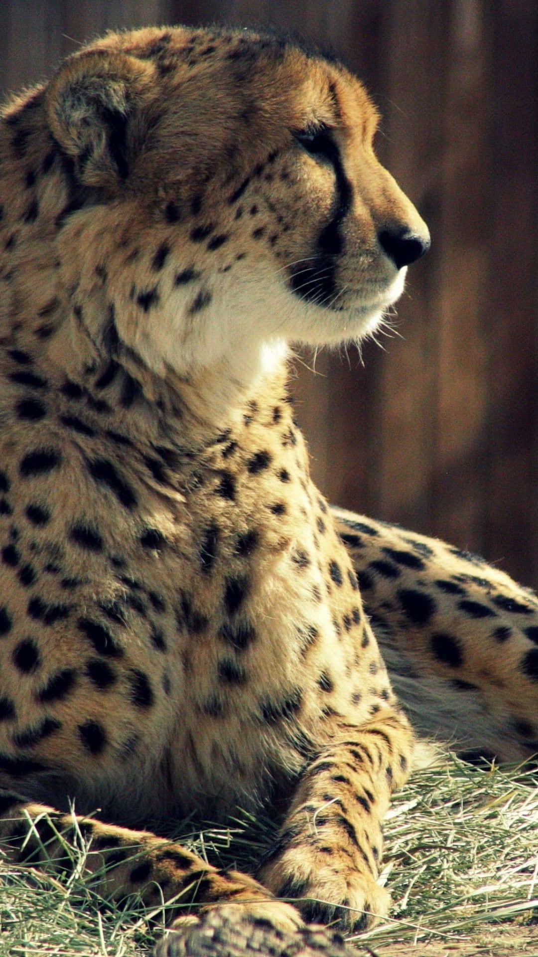 Cheetah HD, cheetah, dry grass, Full HD Phone Wallpaper