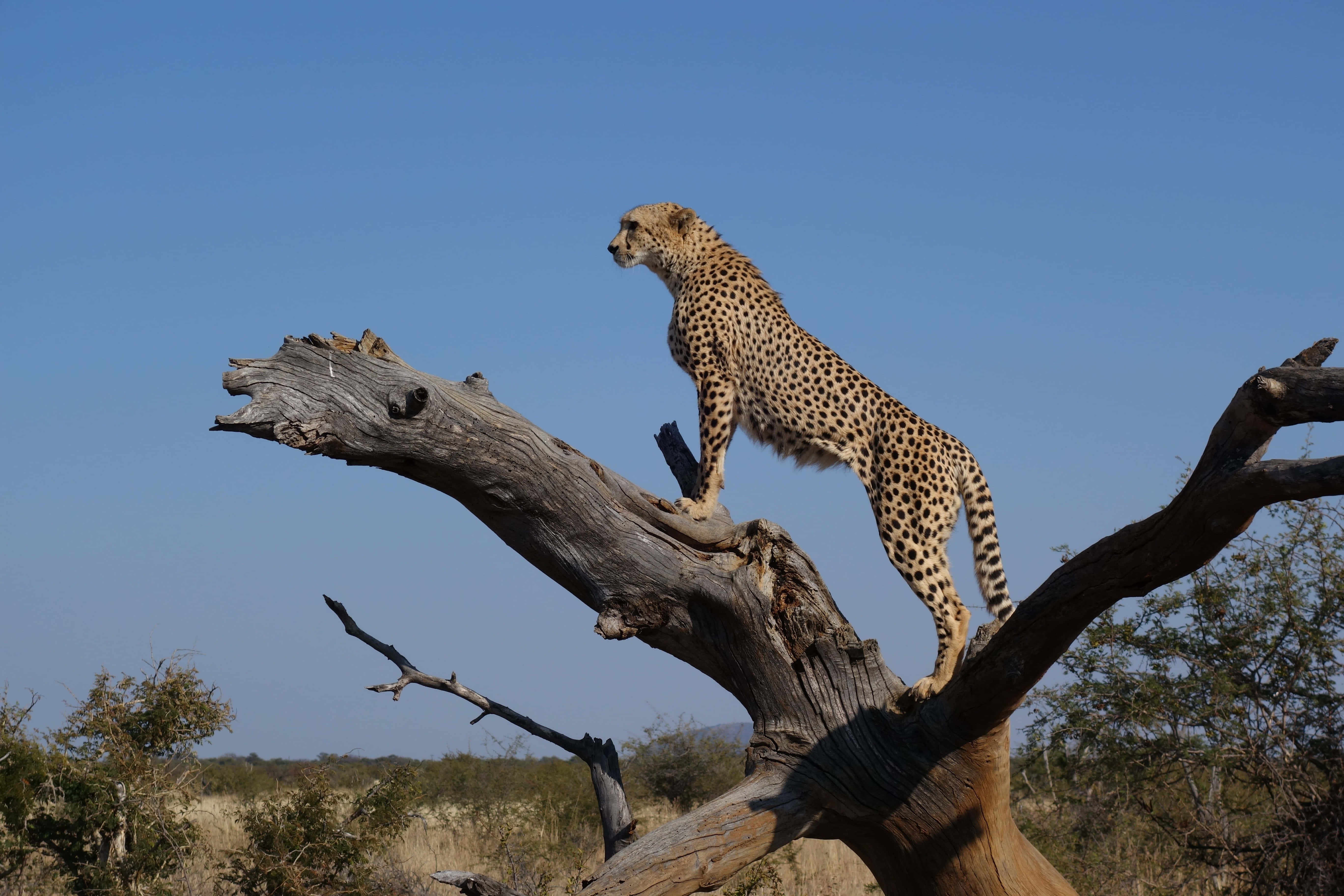 Cheetah HD, savannah, weathered tree branch, 5K Desktop Wallpaper