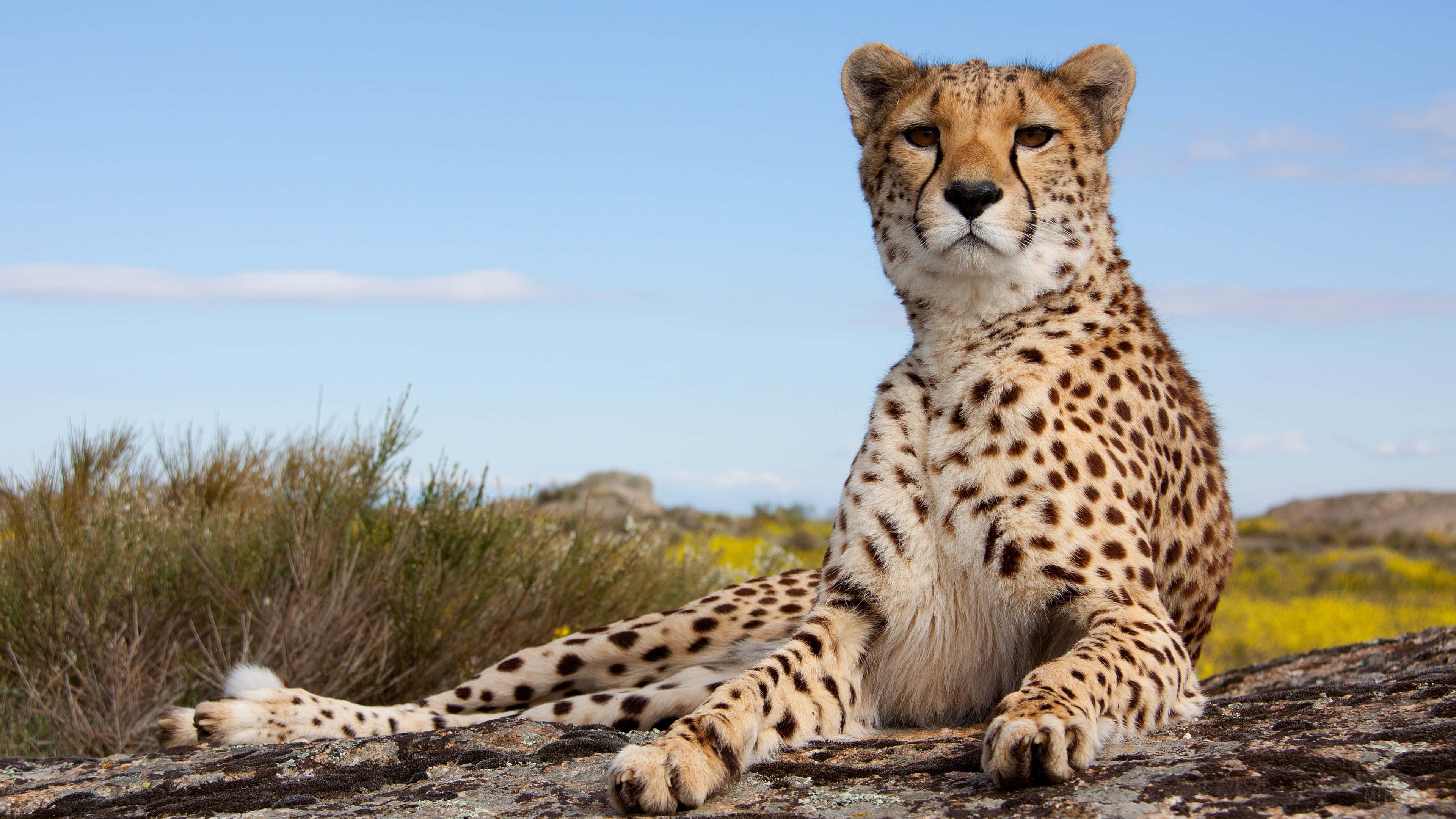 Cheetah, savana, sunlit rock, 4K Desktop Wallpaper