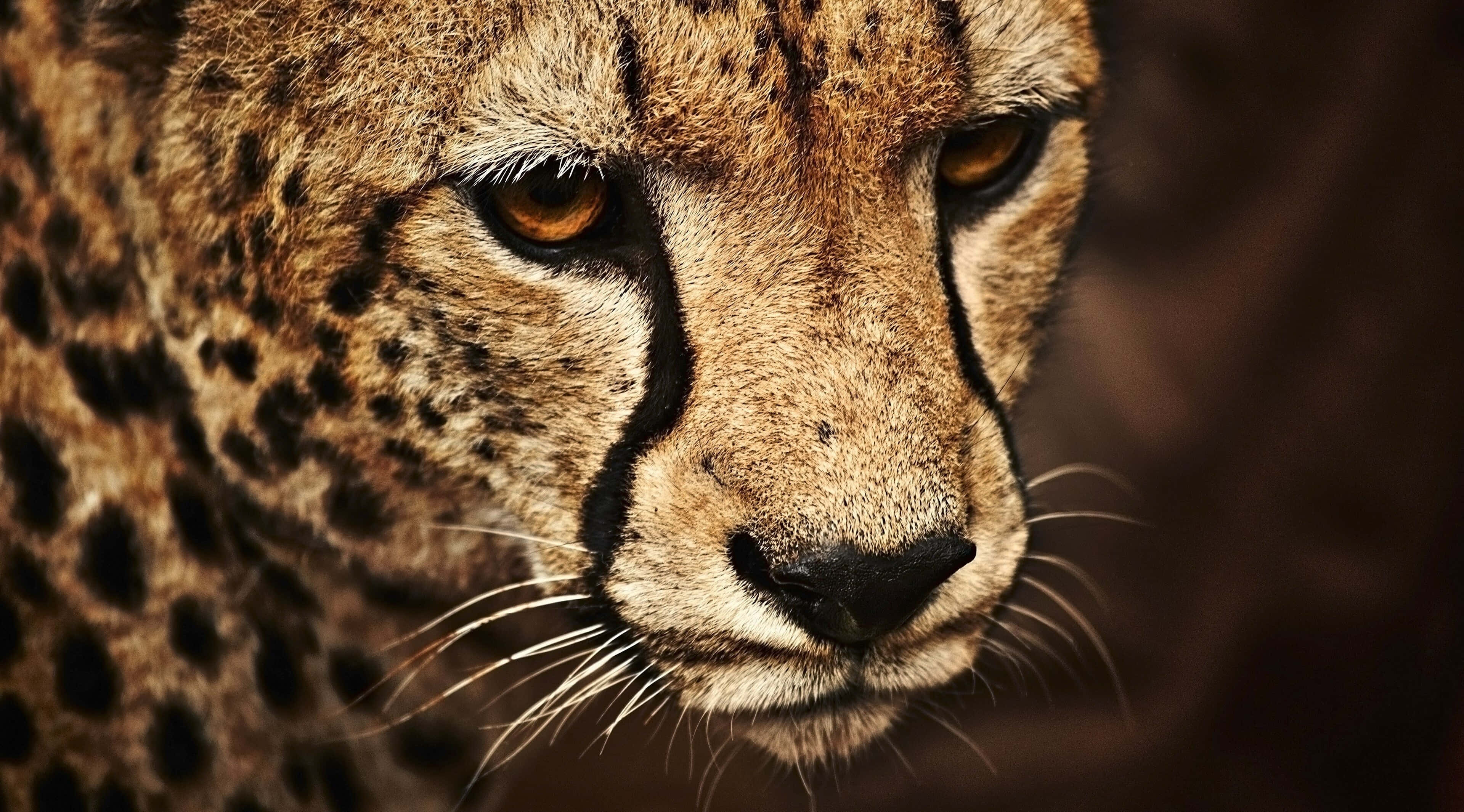 cheetah, golden eyes, black tear marks, 4K Desktop Wallpaper