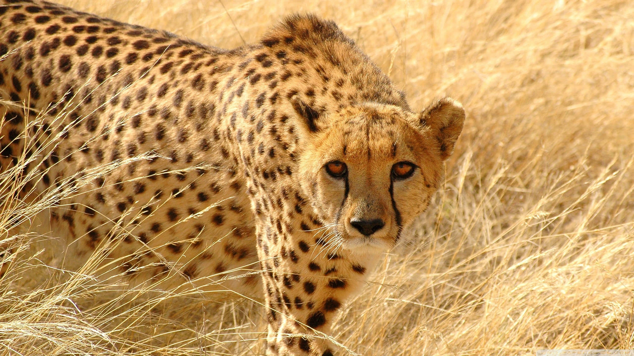 Cheetah HD, golden fur, black spots, 2K Desktop Wallpaper