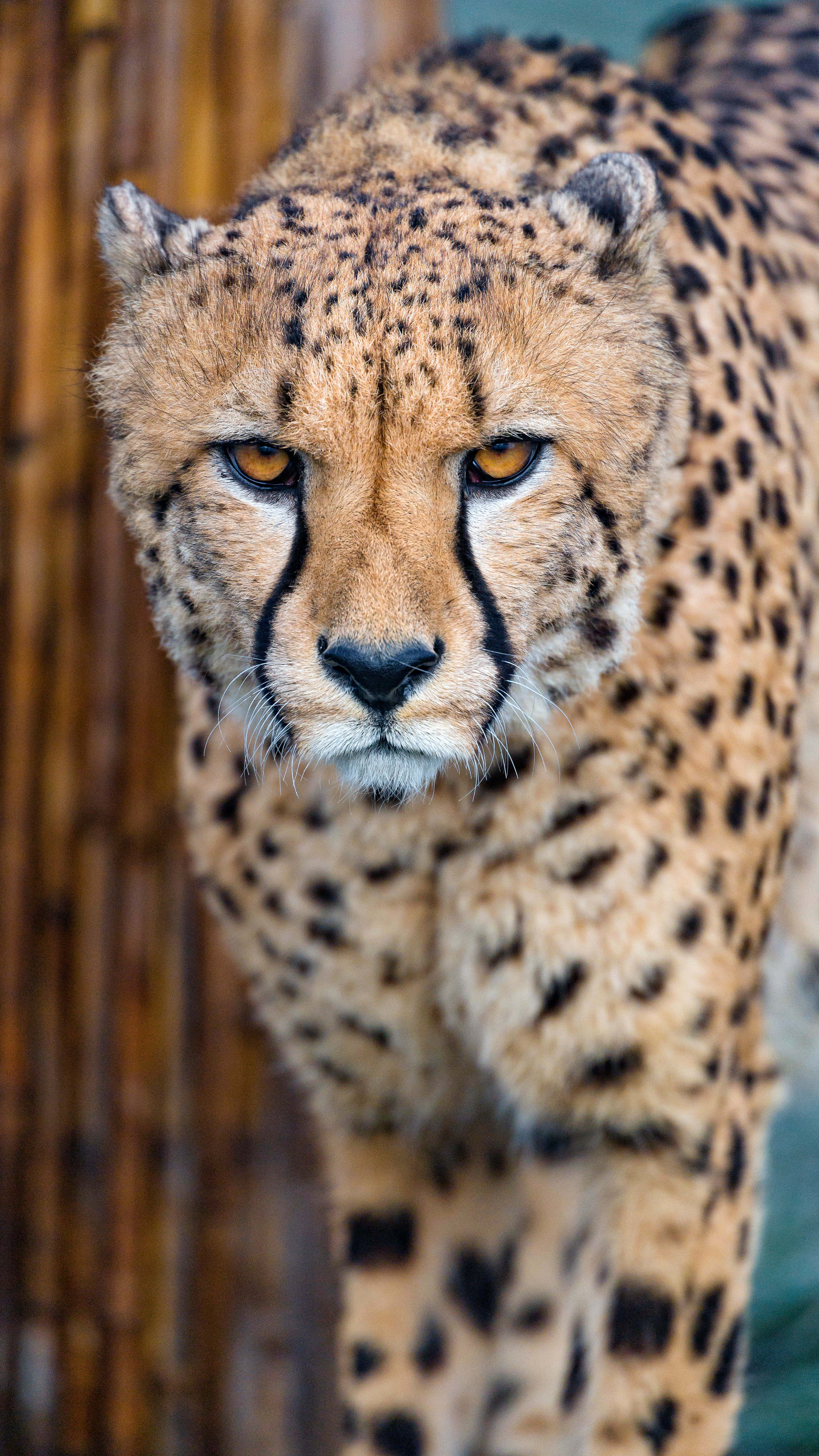 Cheetah HD, golden eyes, spotted fur, 5K Phone Wallpaper