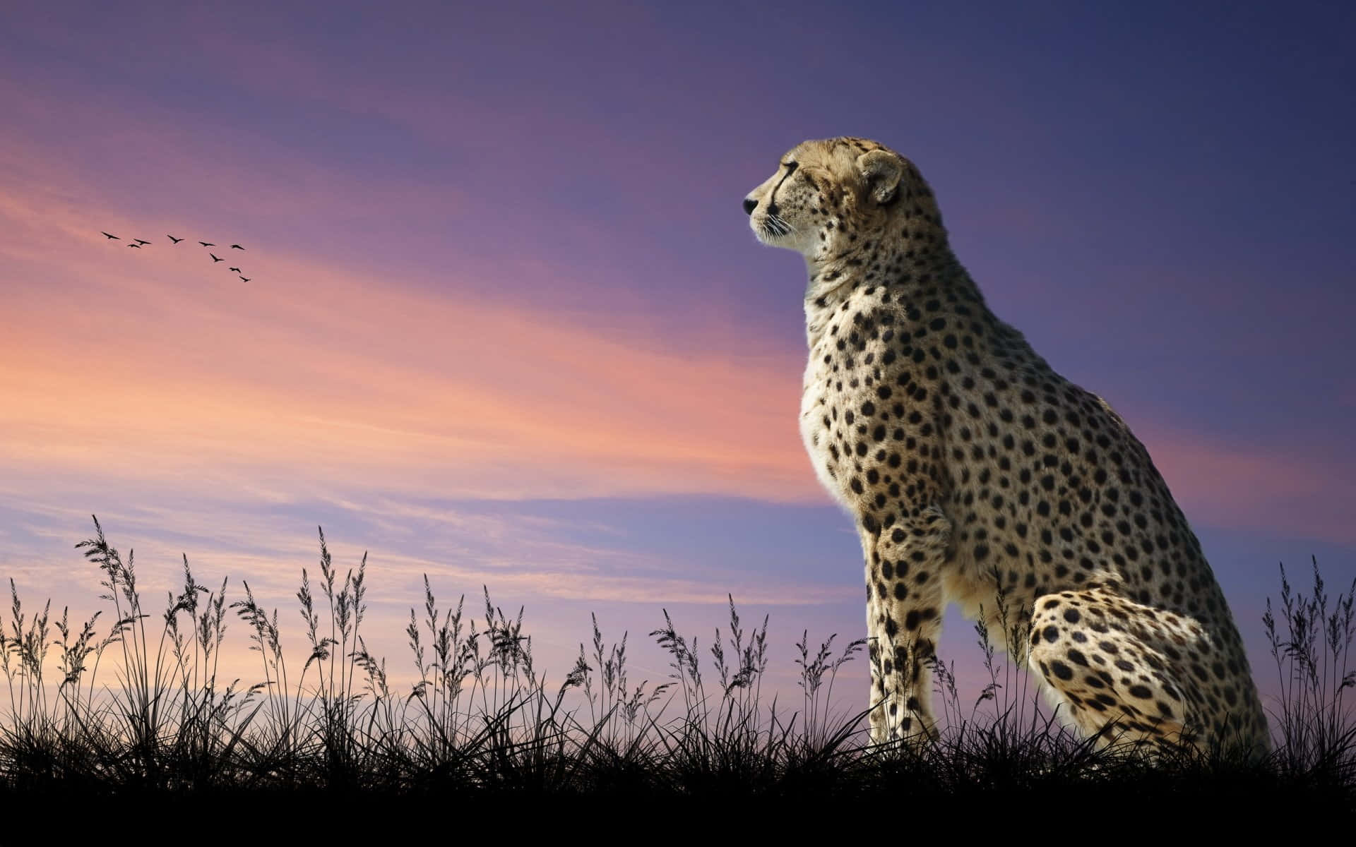 Cheetah, vibrant purple and orange sunset sky, tall grass, Full HD Desktop Wallpaper
