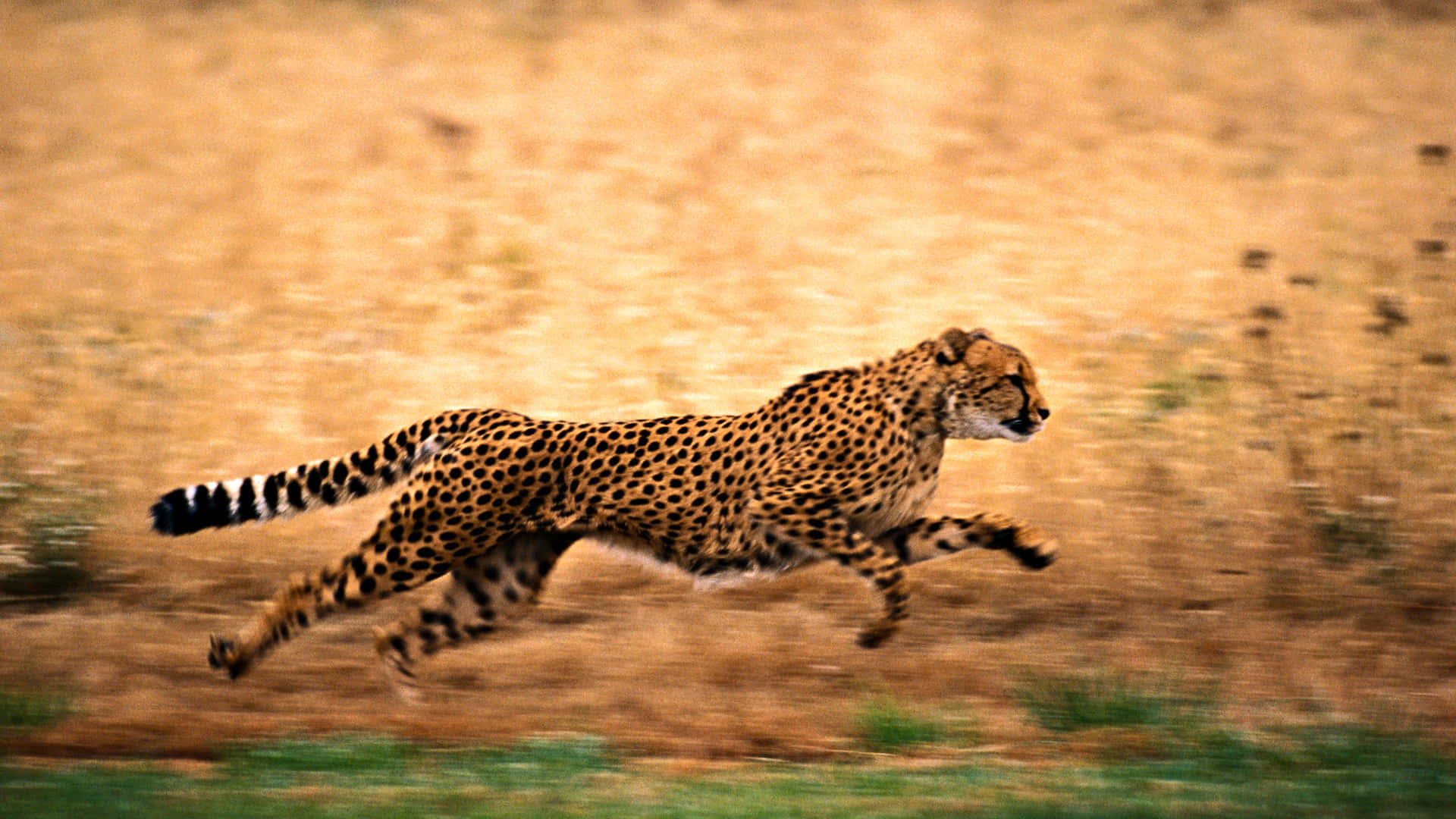 Cheetah HD, golden grassland, motion blur, Full HD Desktop Wallpaper