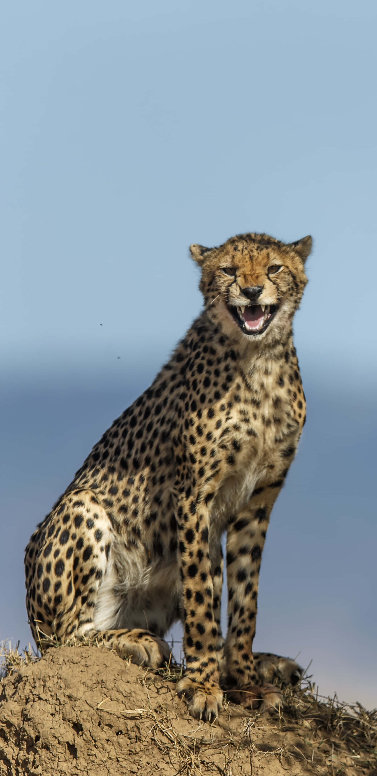 Cheetah, dirt mound, clear blue sky, 2K Phone Wallpaper