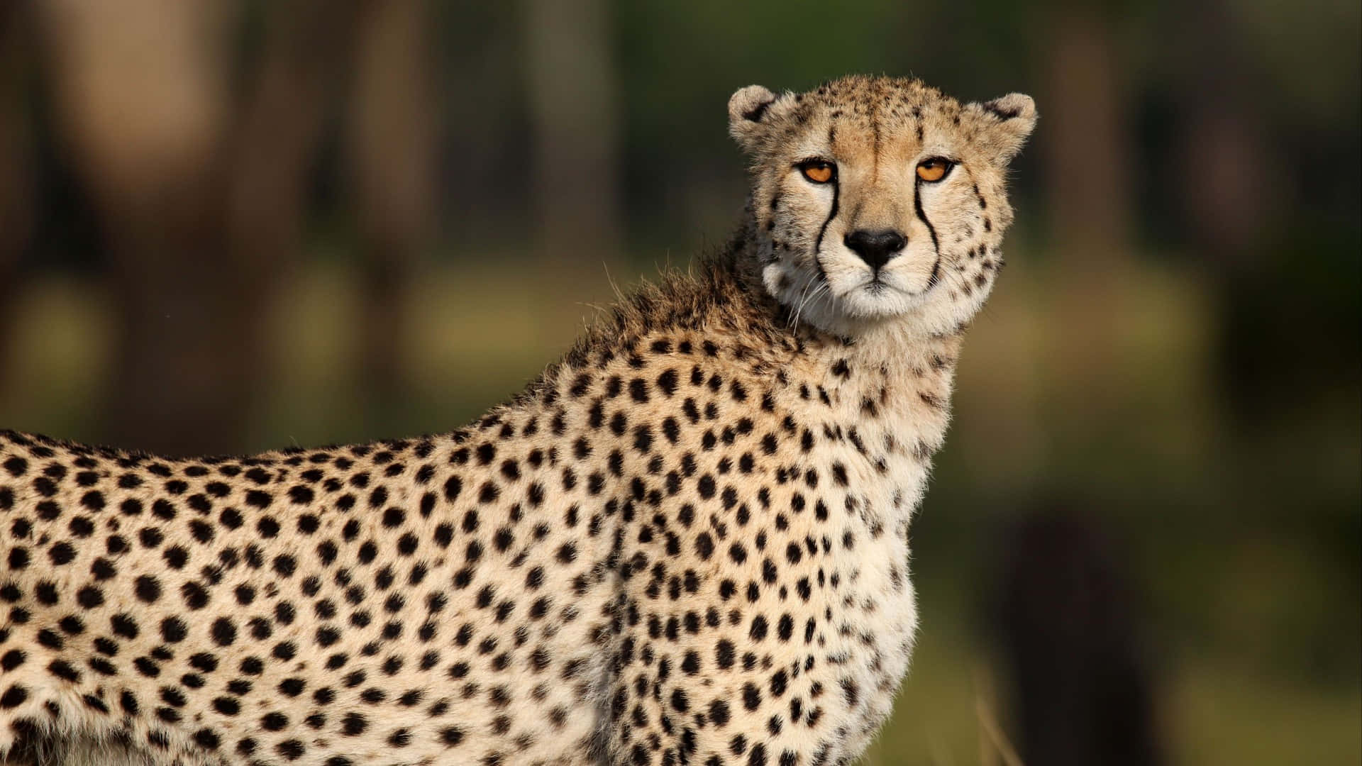 Cheetah HD, golden eyes, spotted coat, Full HD Desktop Wallpaper