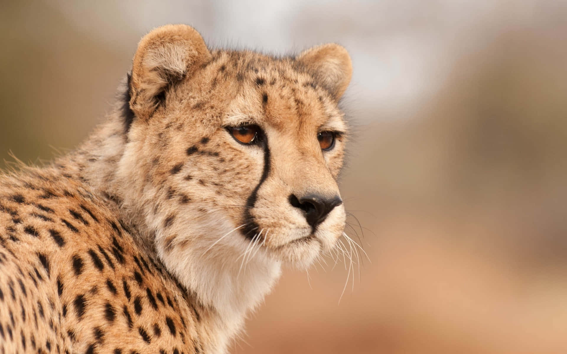 Cheetah HD, spotted fur, amber eyes, Full HD Desktop Wallpaper