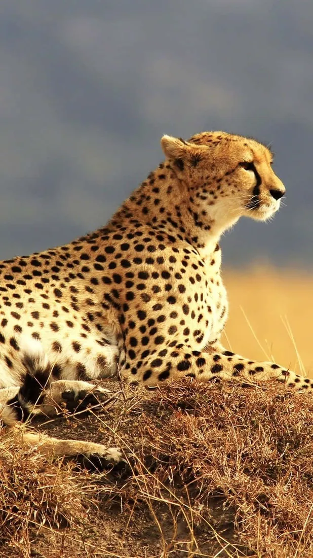 Cheetah iPhone