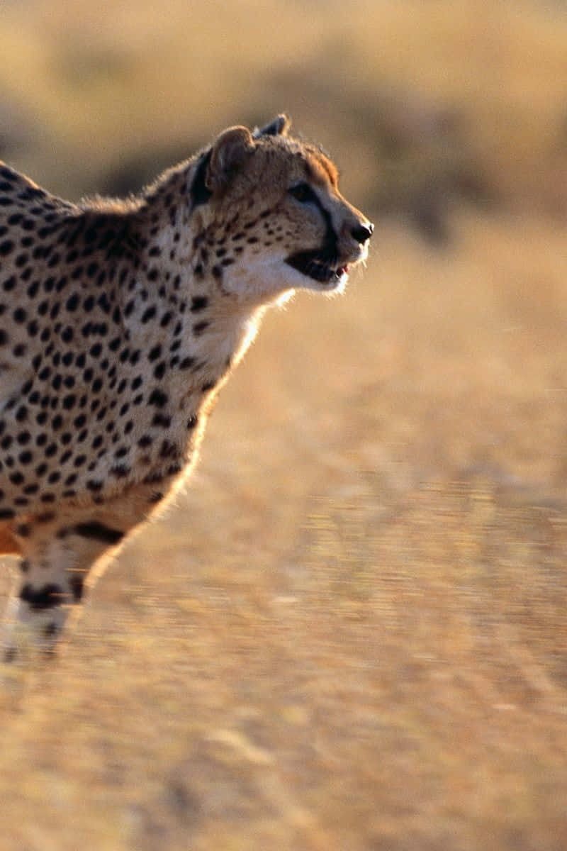 Cheetah iPhone, golden grasslands, warm sunlight, SD Phone Wallpaper