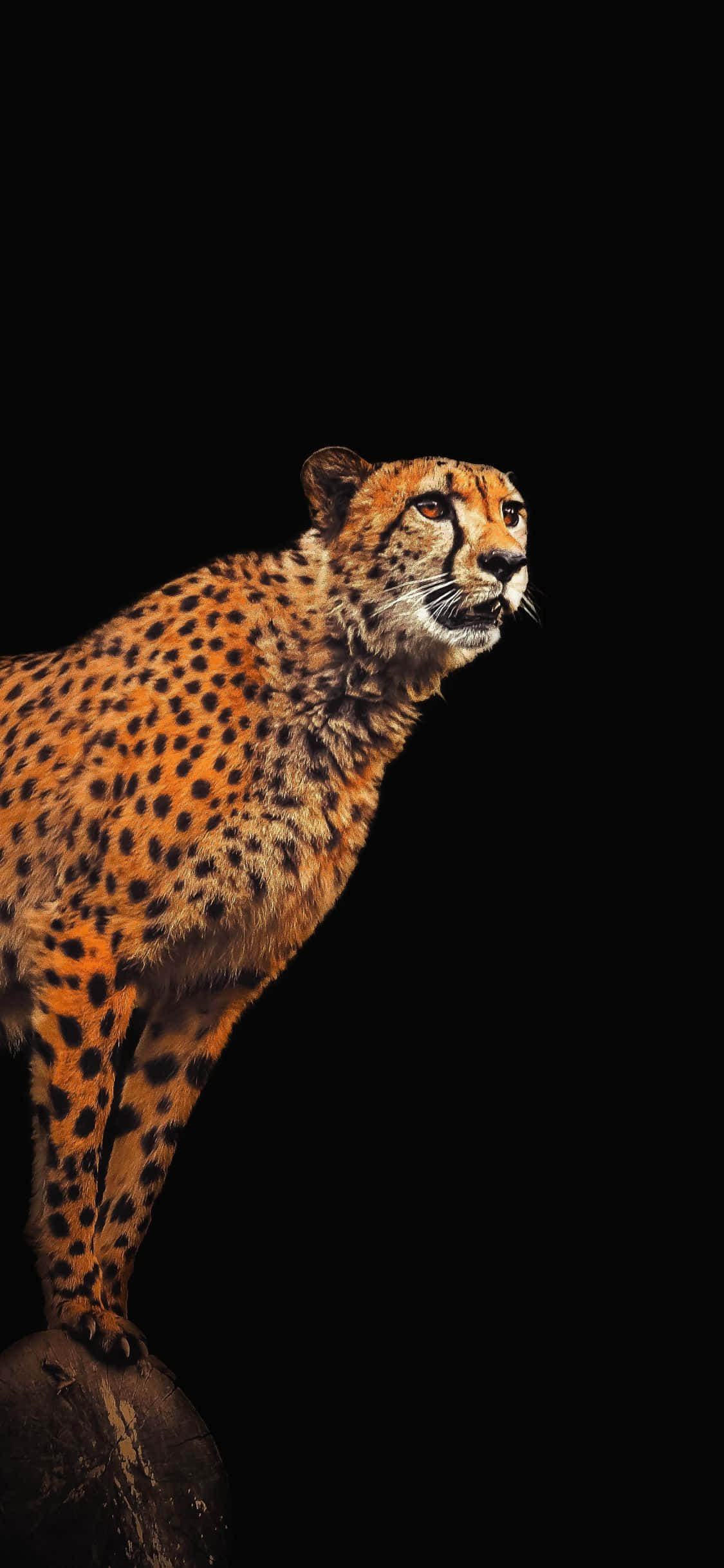 cheetah, rock, black background, Full HD Phone Wallpaper