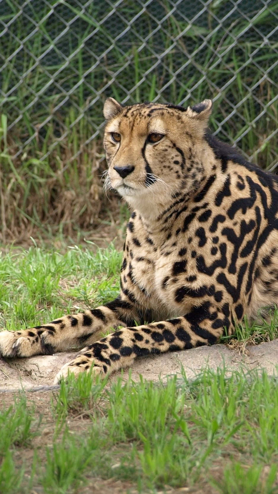 cheetah, ground, fence, HD Phone Wallpaper