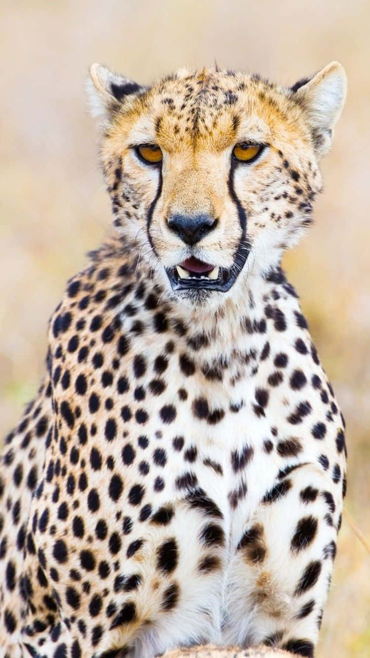 Cheetah, golden eyes, spotted coat, HD Phone Wallpaper