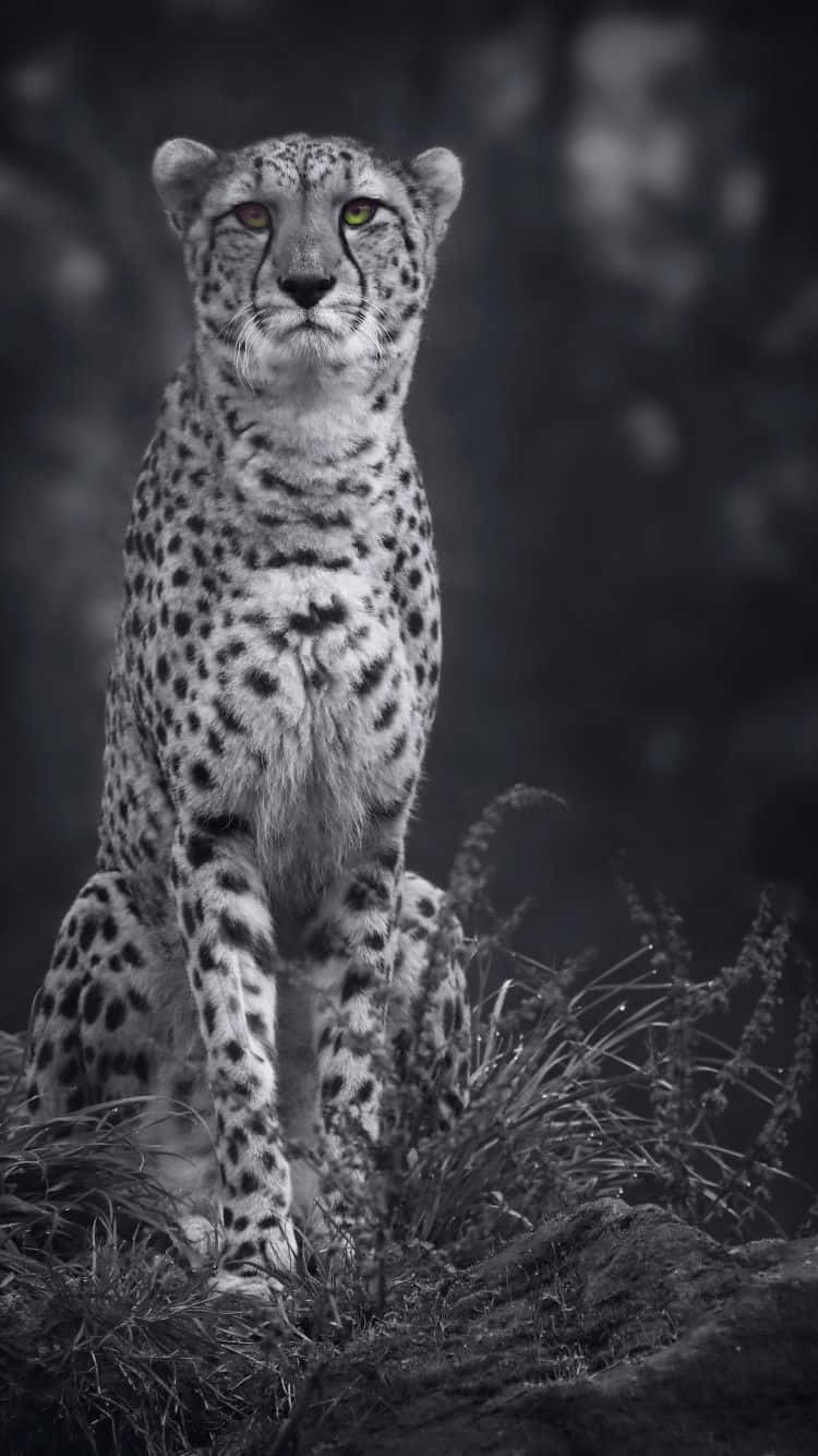 Cheetah, iPhone, grayscale, HD Phone Wallpaper