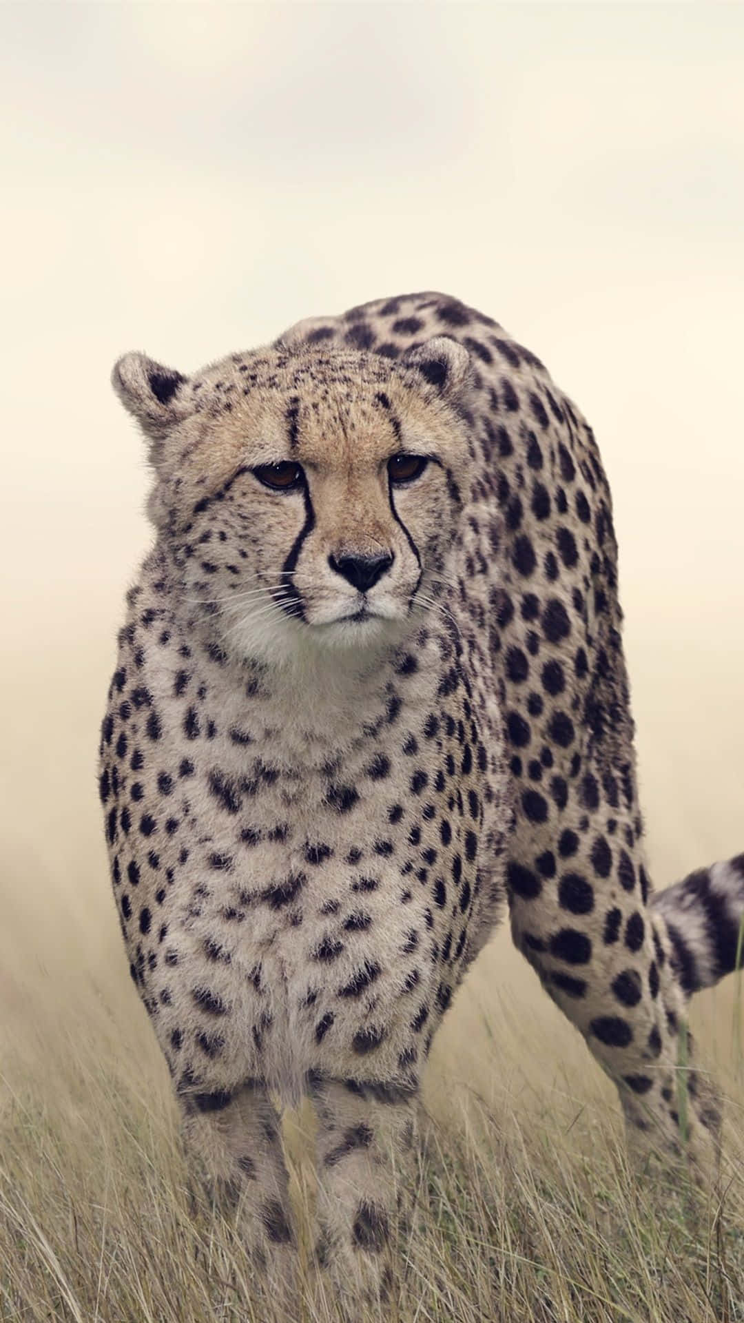 Cheetah iPhone, cheetah, golden grass, Full HD Phone Wallpaper