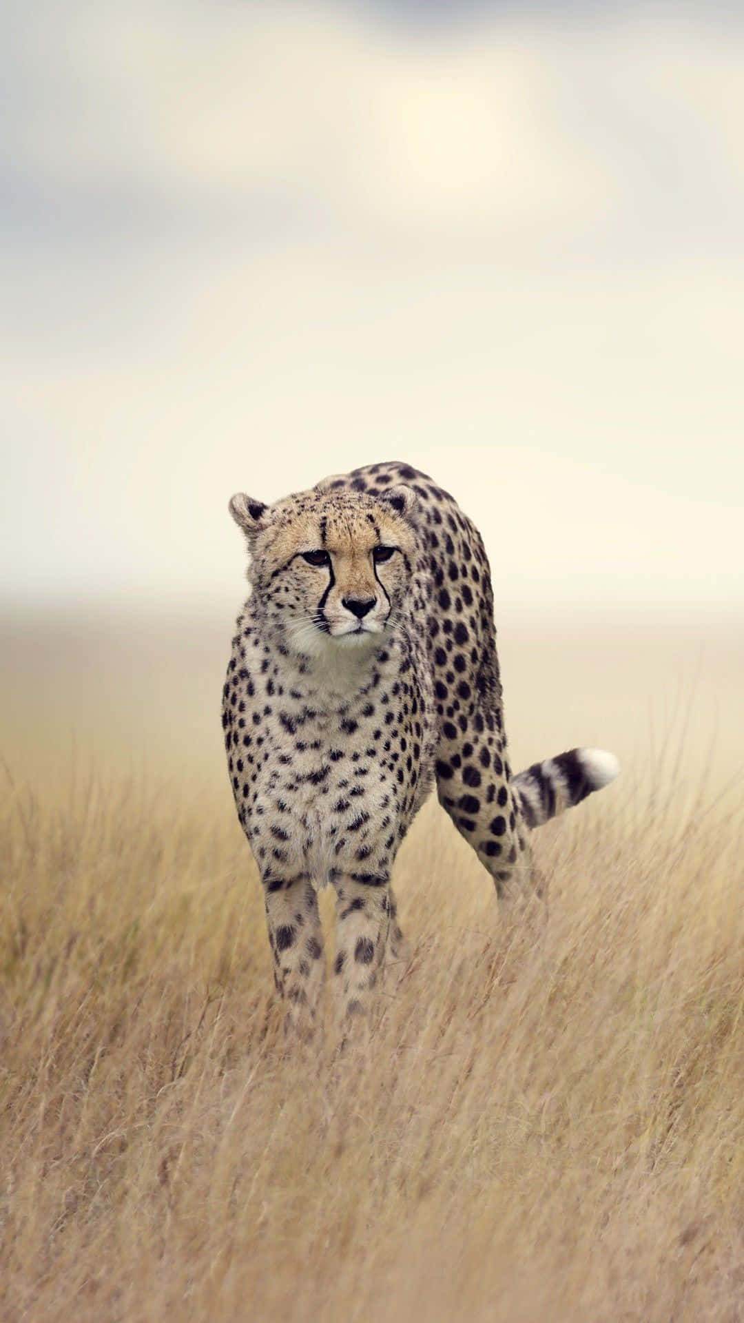 Cheetah iPhone, cheetah, golden grass, Full HD Phone Wallpaper
