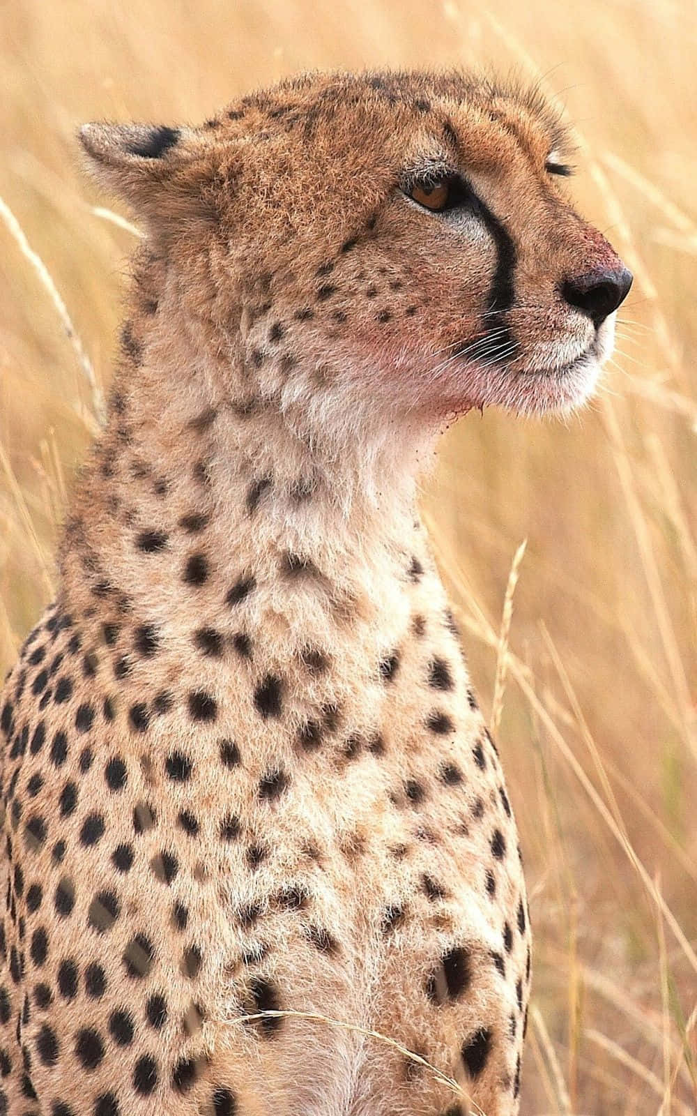 Cheetah, spotted fur, black tear marks, HD Phone Wallpaper
