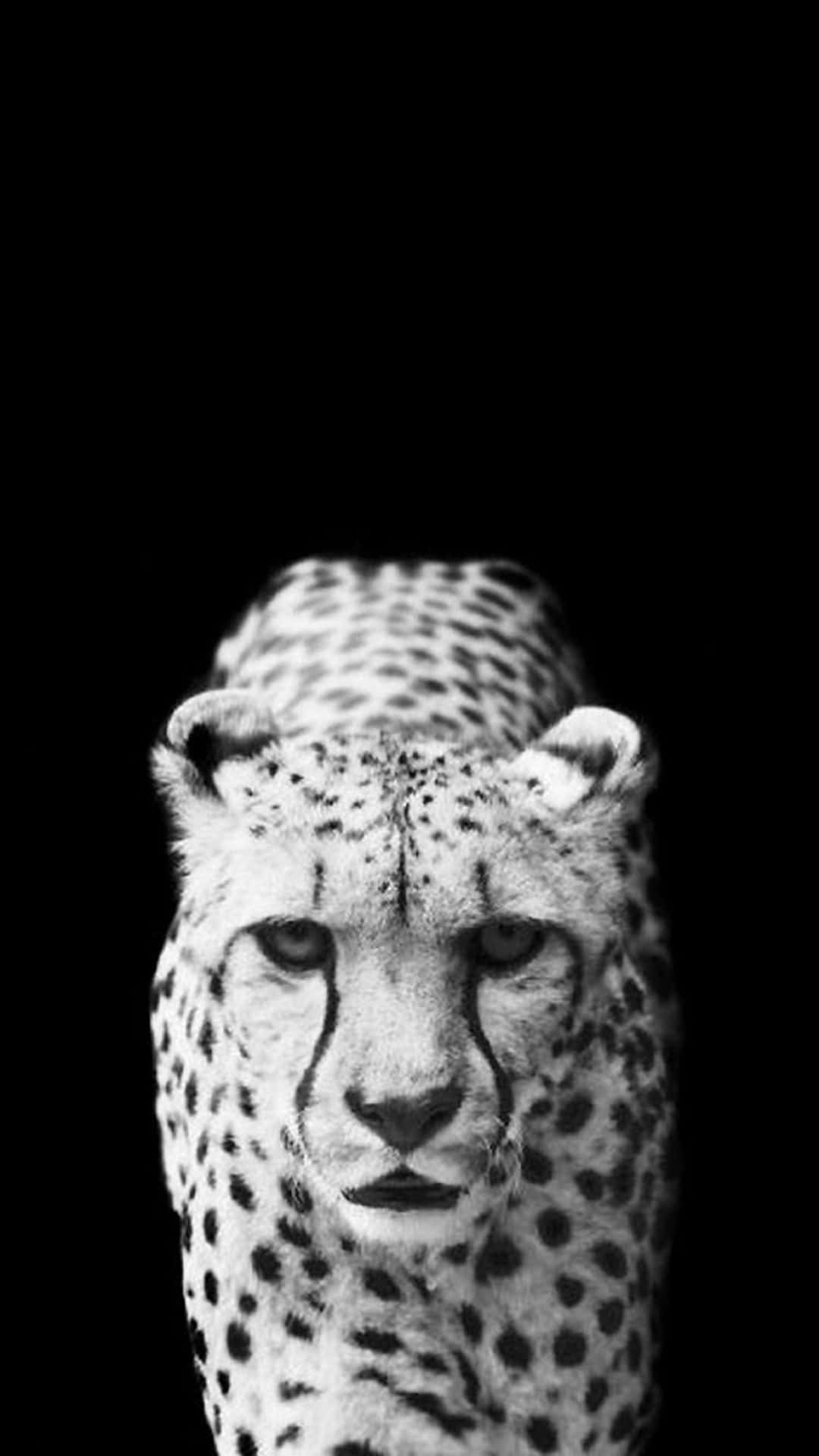 Cheetah iPhone, black and white portrait, cheetah, Full HD Phone Wallpaper