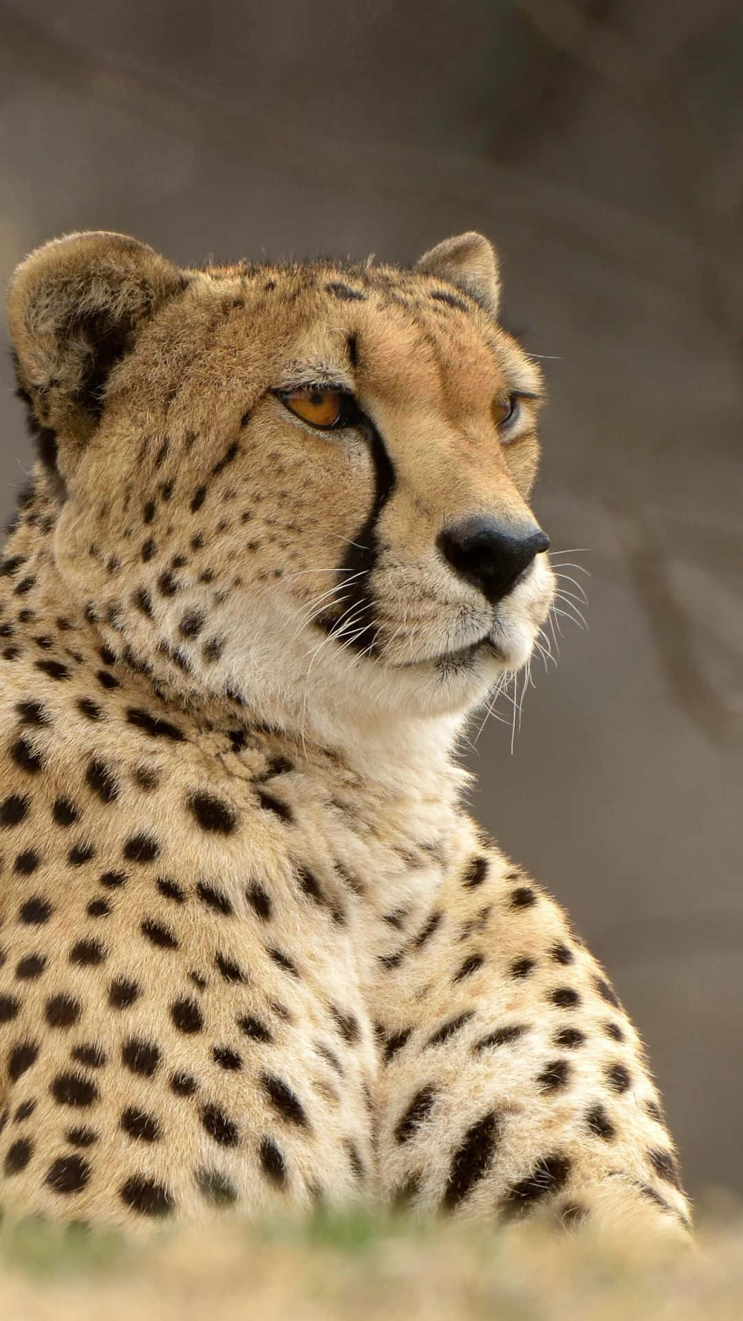 Cheetah iPhone, cheetah, golden fur, Full HD Phone Wallpaper