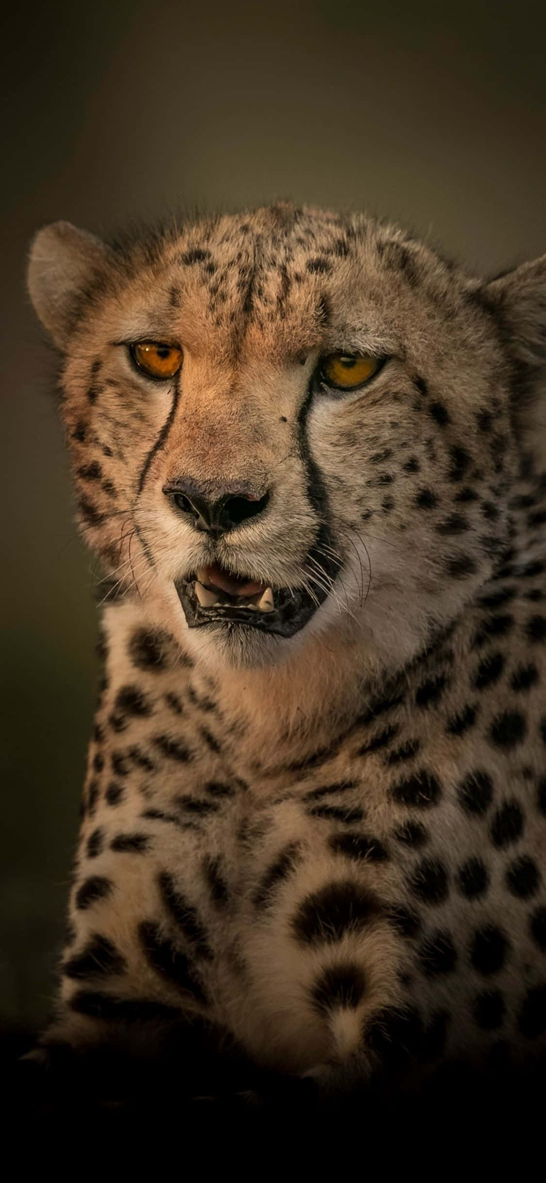 Cheetah iPhone, golden eyes, spotted fur, Full HD Phone Wallpaper
