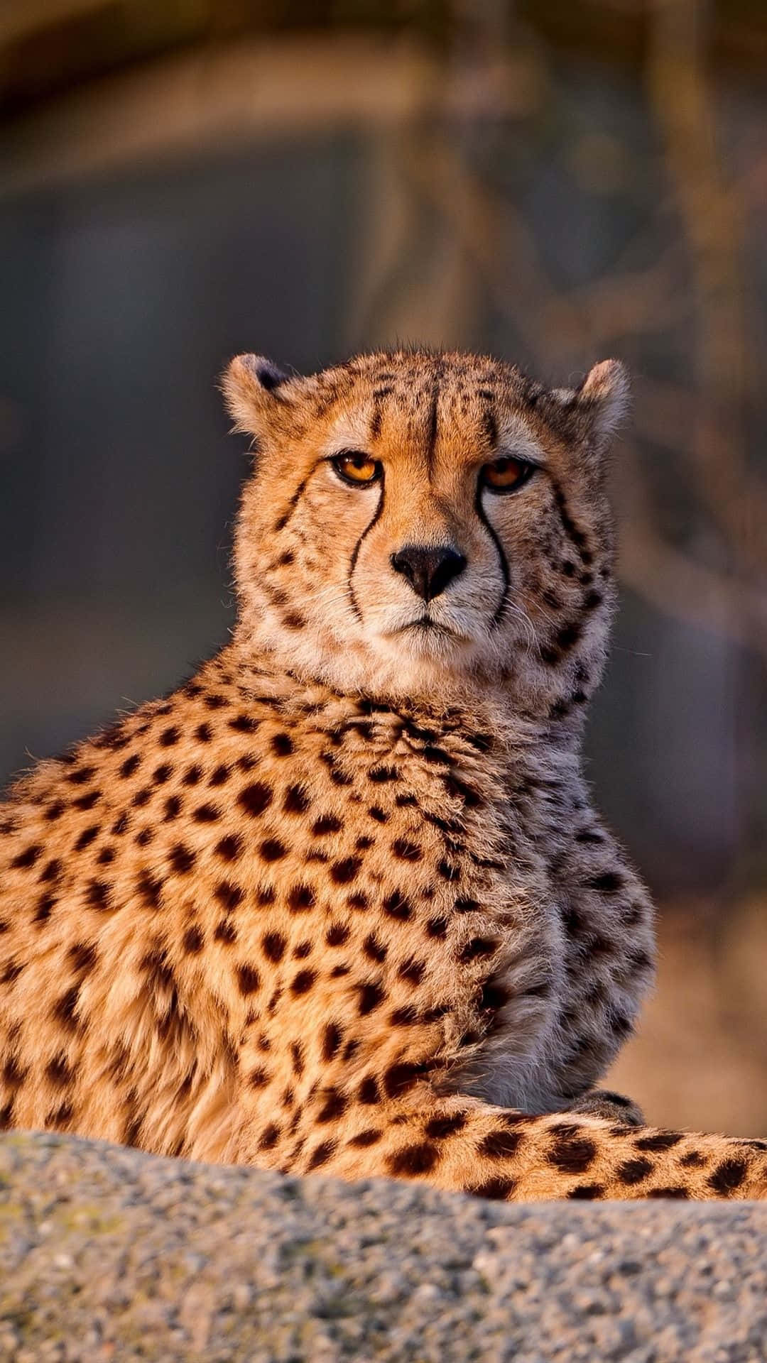 Cheetah iPhone, golden fur, black spots, Full HD Phone Wallpaper