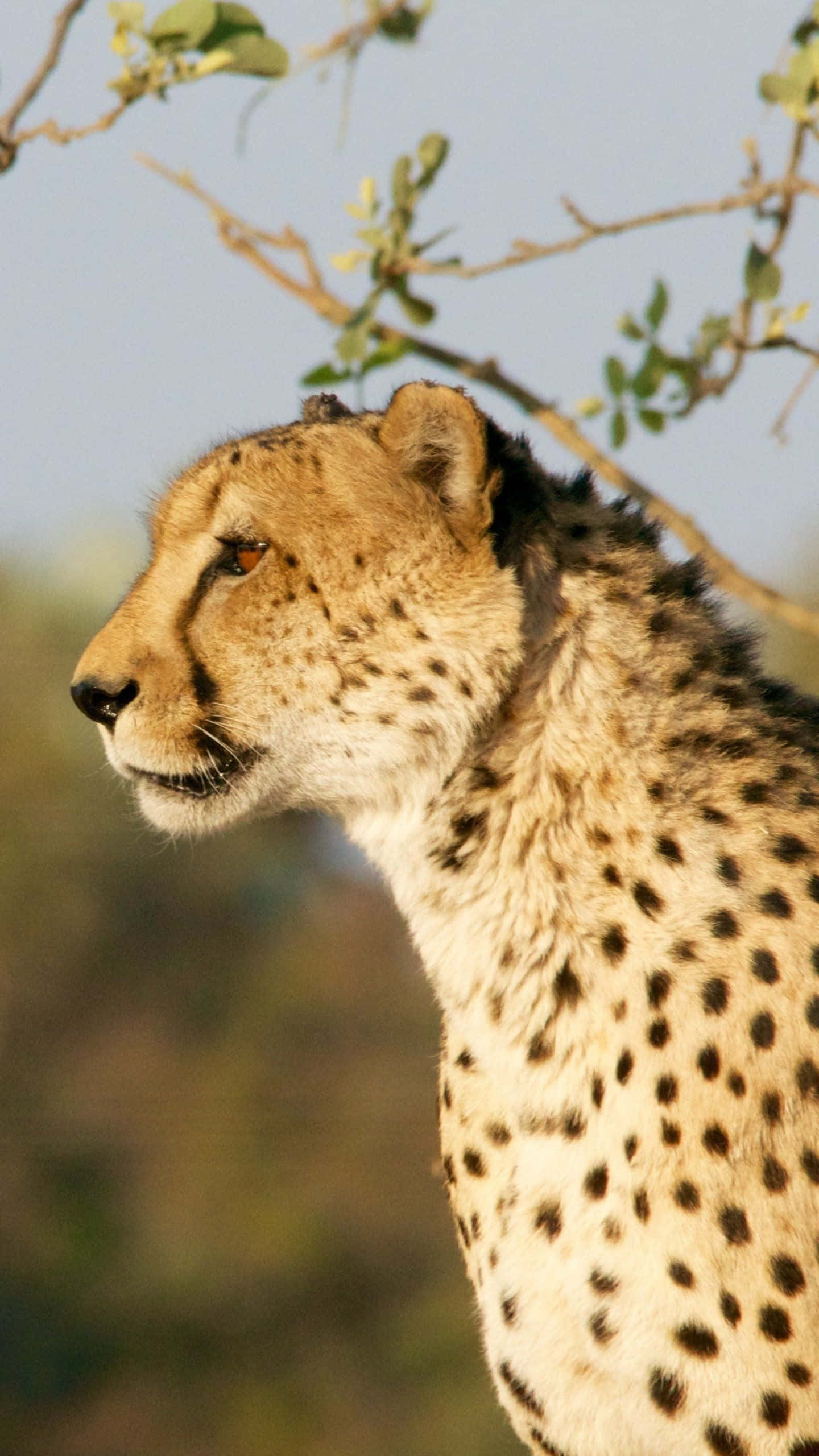 Cheetah, iPhone, savanna, 2K Phone Wallpaper