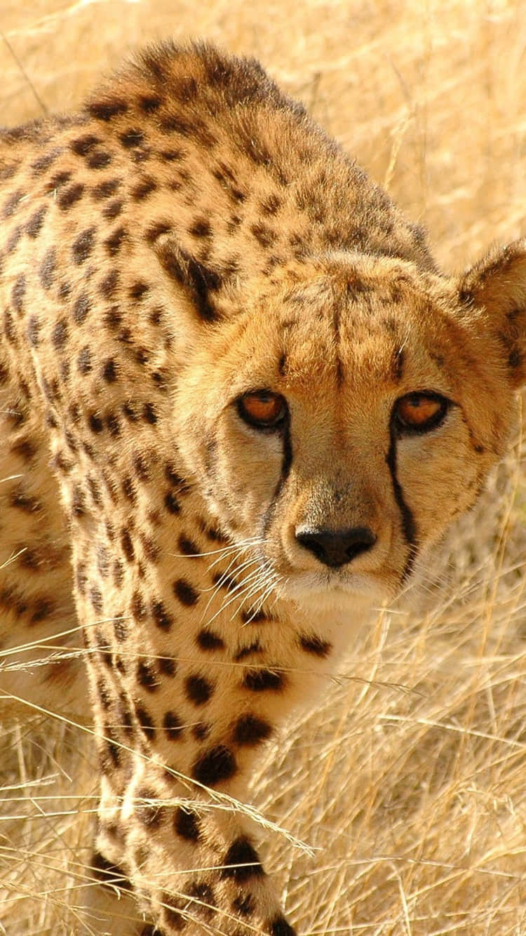Cheetah, amber eyes, spotted coat, HD Phone Wallpaper