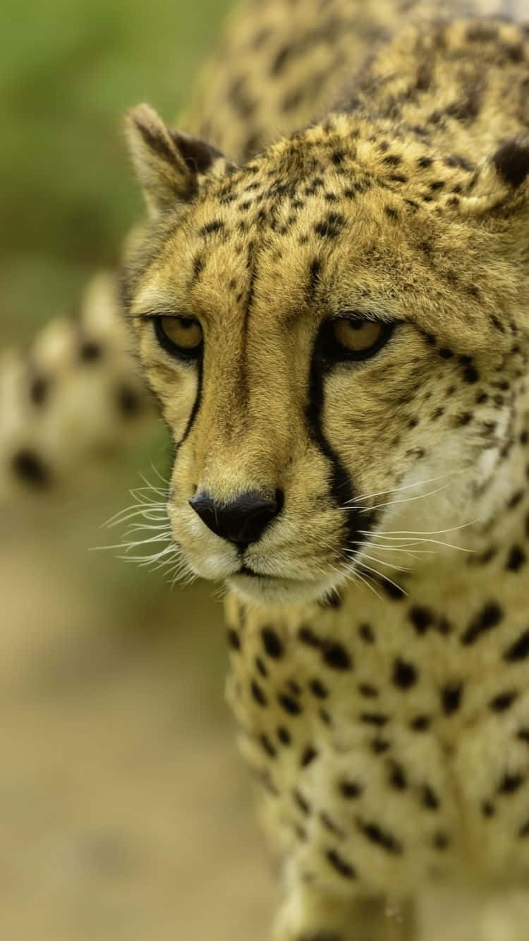 Cheetah iPhone, cheetah, spotted fur, HD Phone Wallpaper