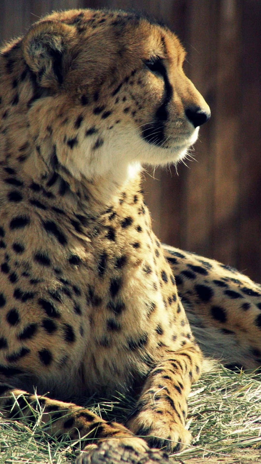 Cheetah iPhone, cheetah, dry grass, Full HD Phone Wallpaper