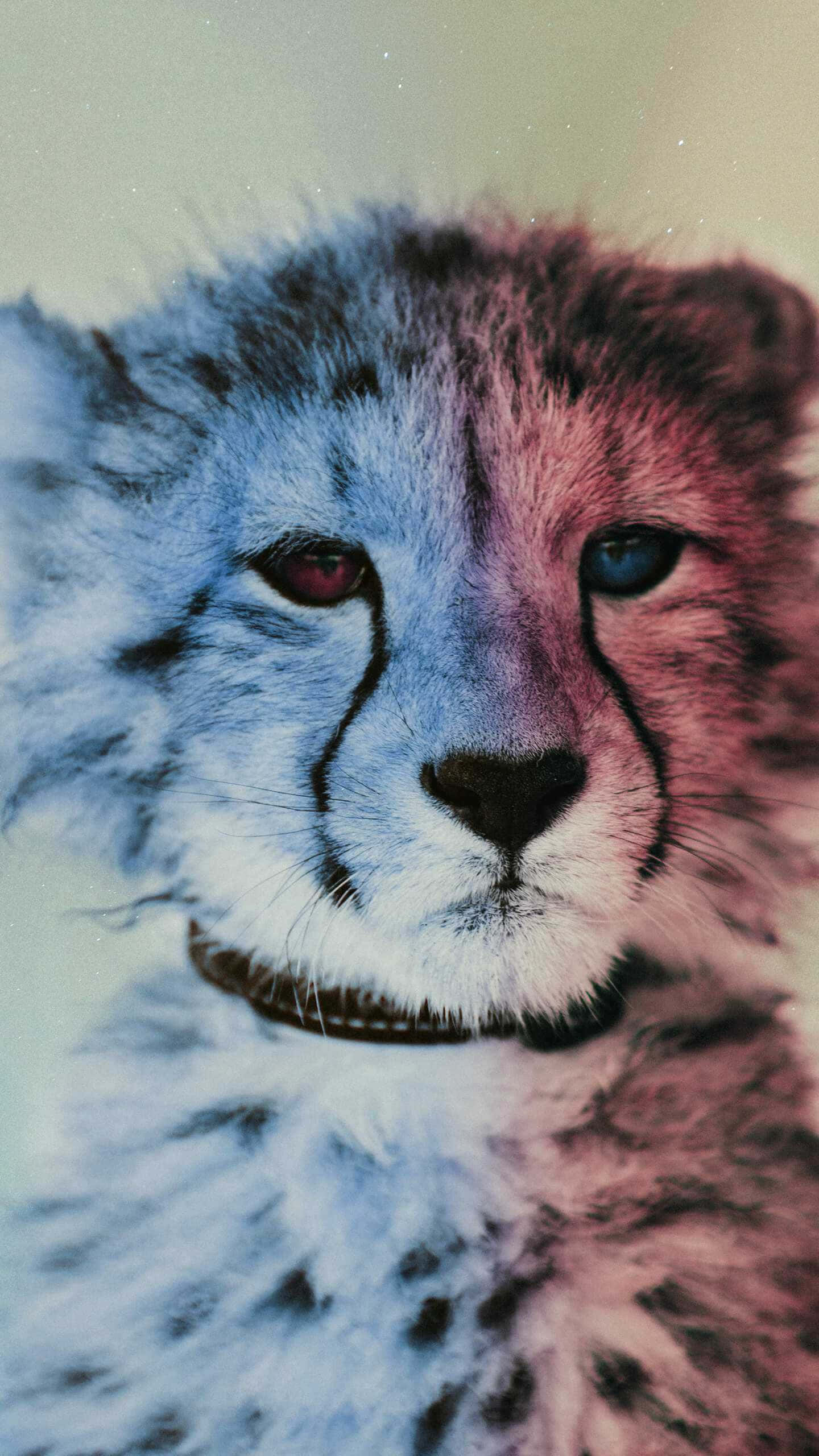 Cheetah iPhone, cheetah cub, blue, 2K Phone Wallpaper