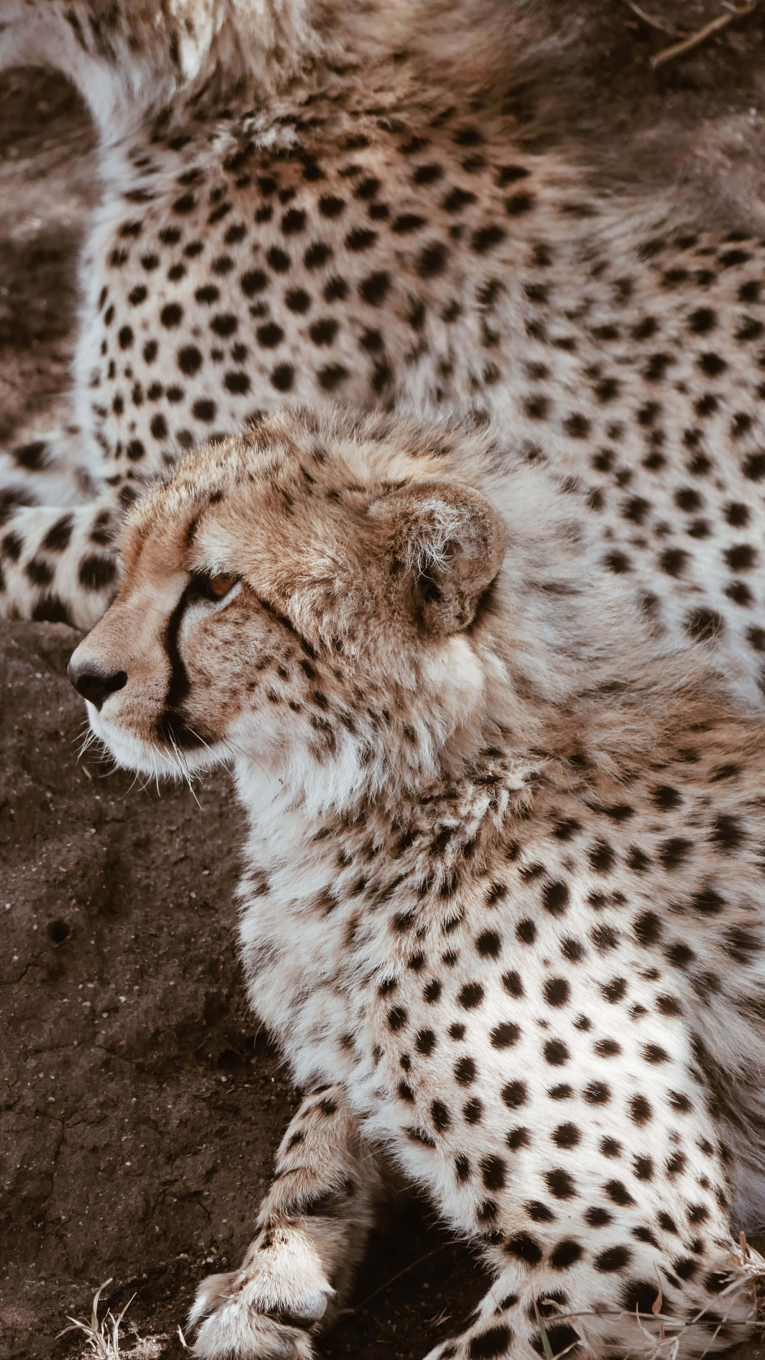 cheetah cub, mother, spotted coats, 4K Phone Wallpaper