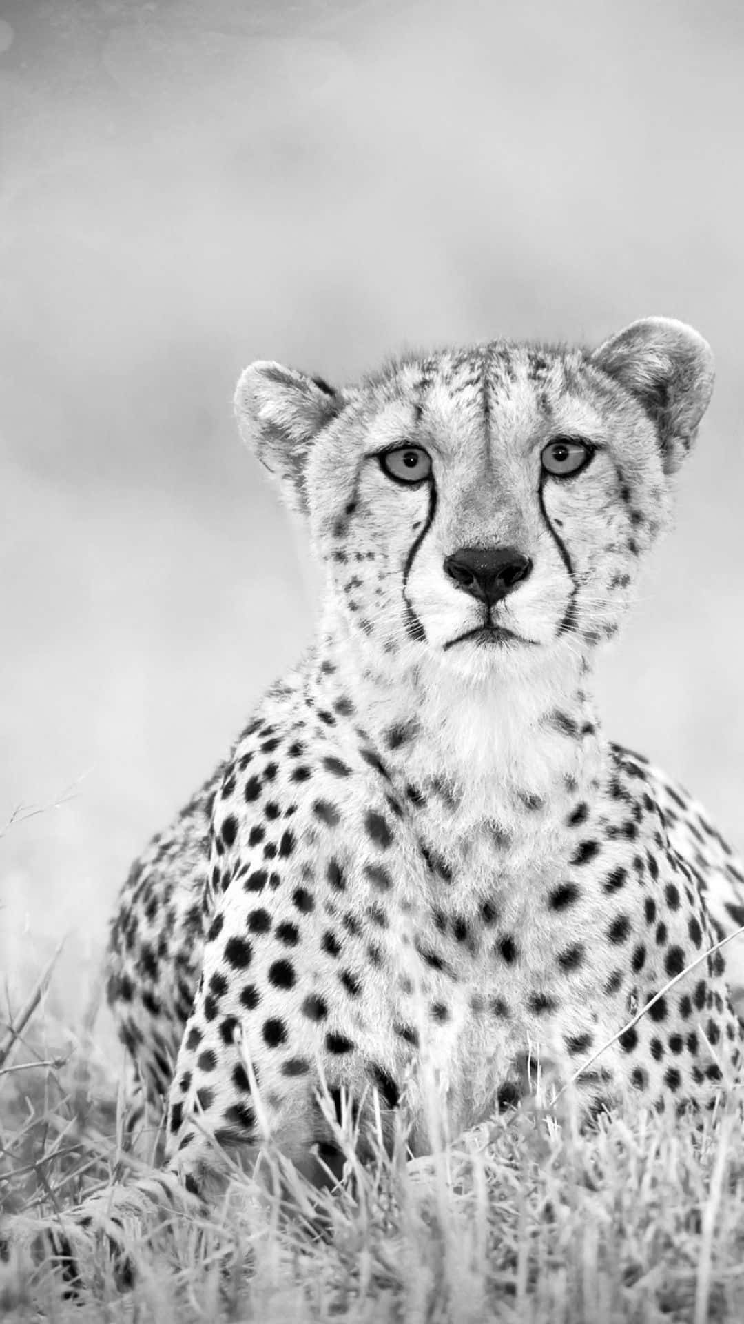 Cheetah iPhone, black and white portrait, cheetah, Full HD Phone Wallpaper